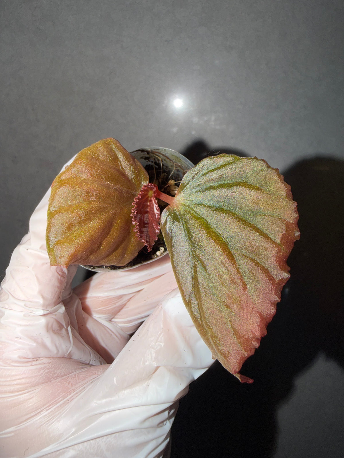 🌿Begonia Black Metallic