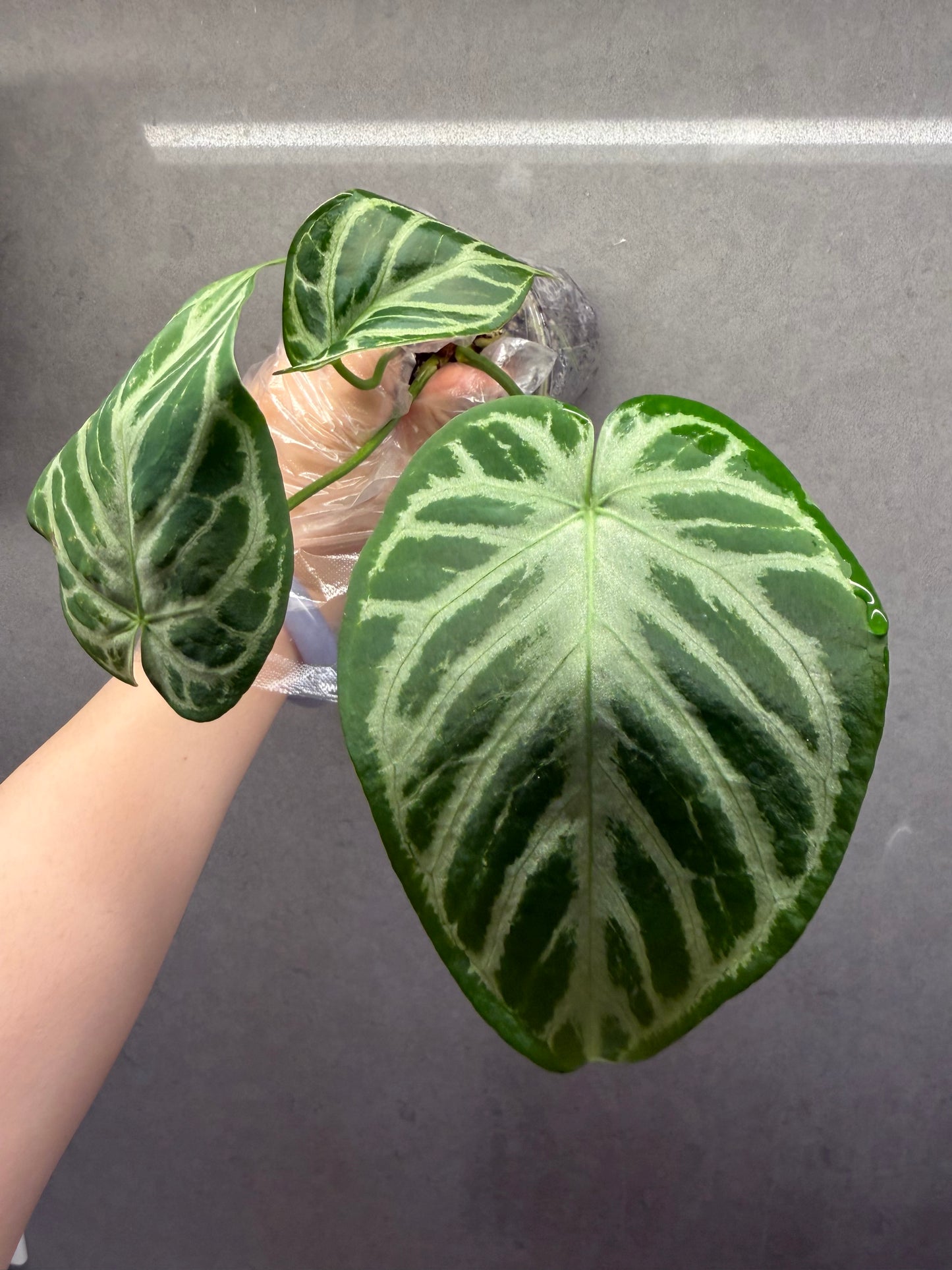 🌿 Anthurium Dorayaki
