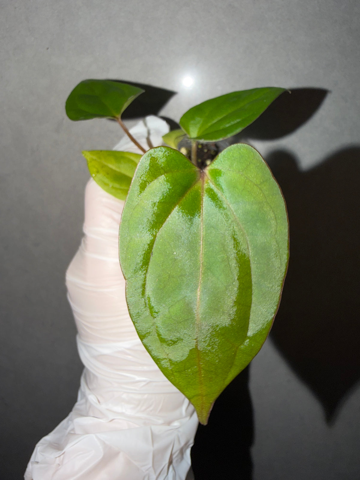 🌿Anthurium Bvep* Red Vein Dark Phoenix