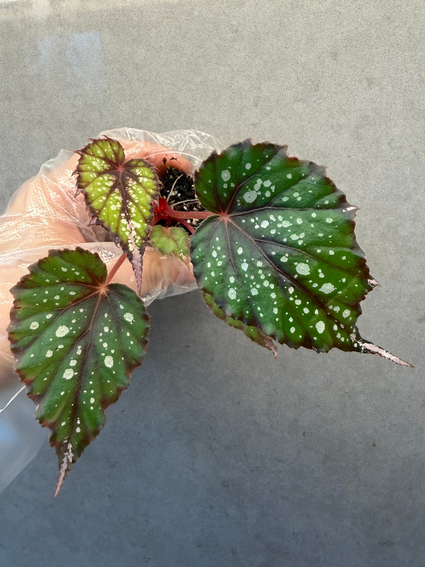 🌿Begonia ’African Jungle‘