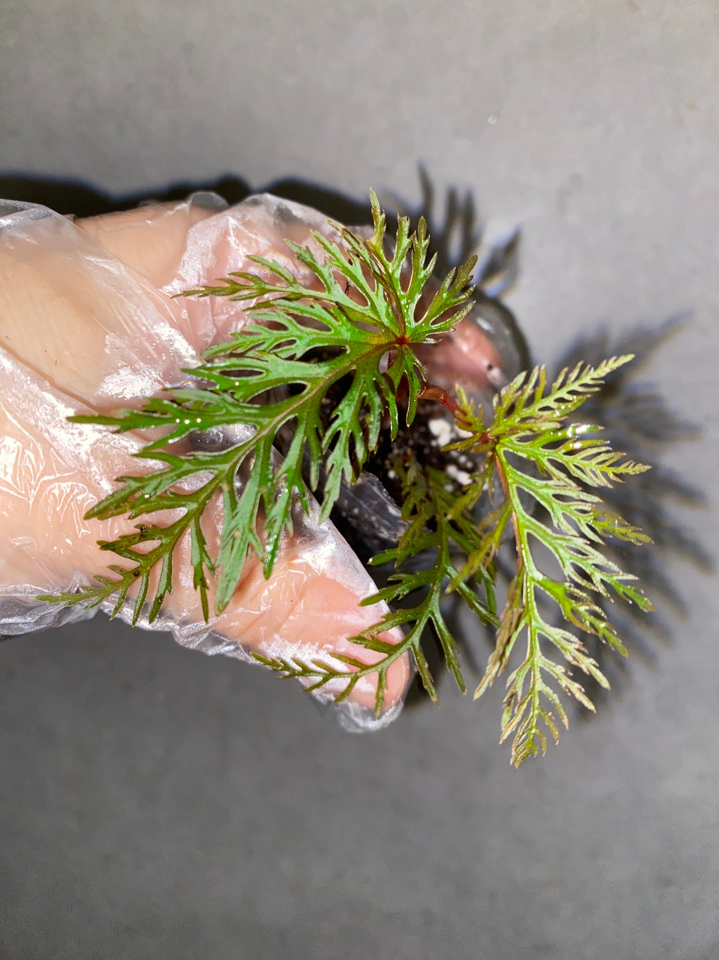 🌿 Begonia Bipinnatifida