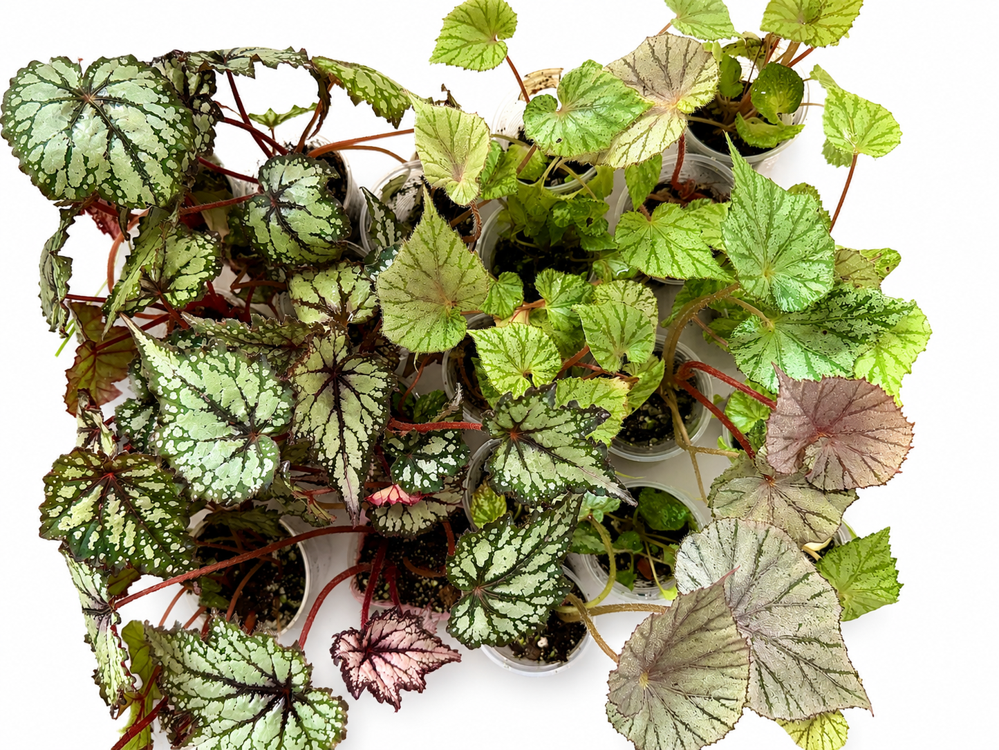 🌿Begonia 3 Combo(randomly selected)