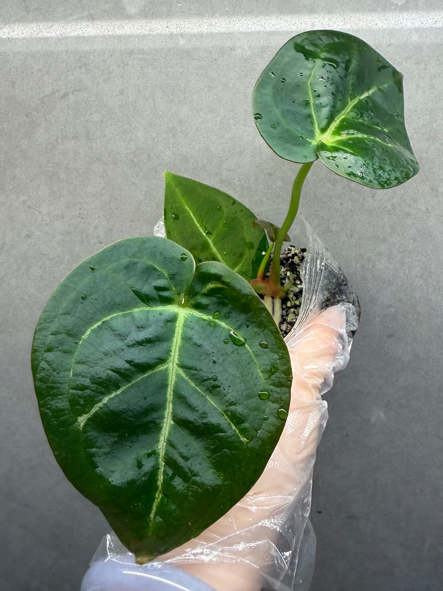 🌿Anthurium kos *Black Crystallinum