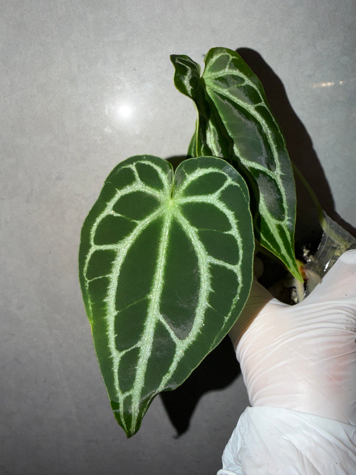 🌿Anthurium Black Crystallinum