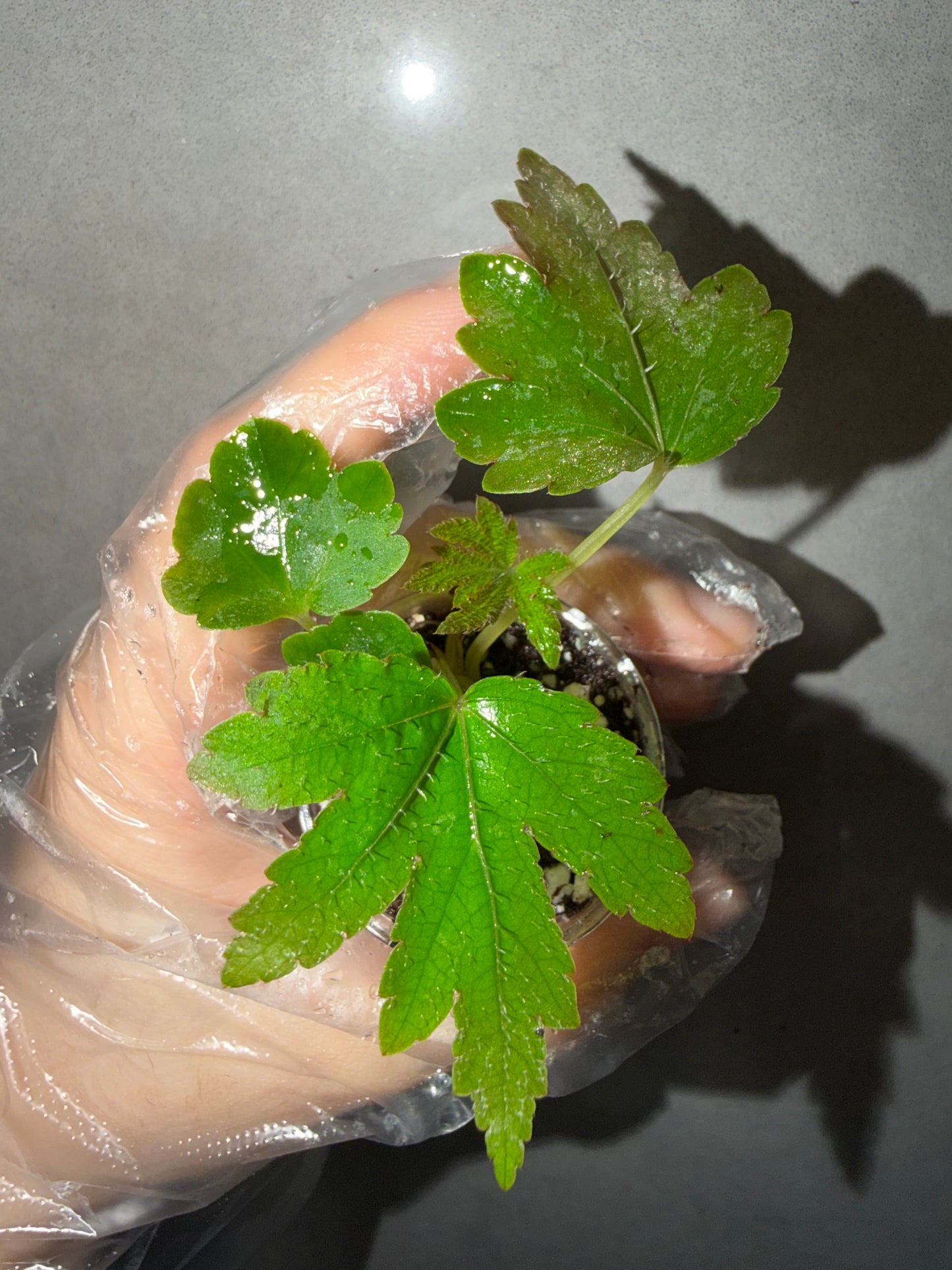 🌿Begonia scorpiuroloba