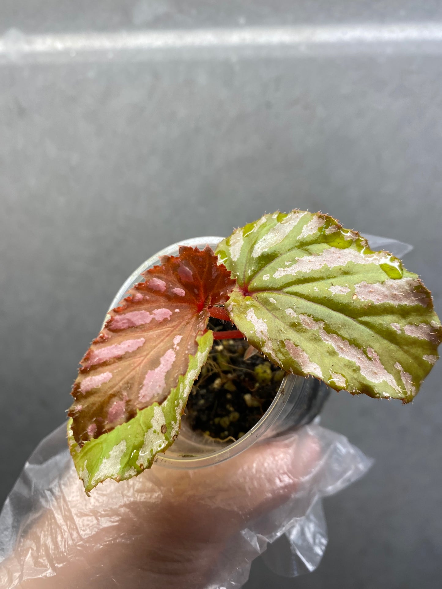 ๐ฟ Begonia Brevirimosa