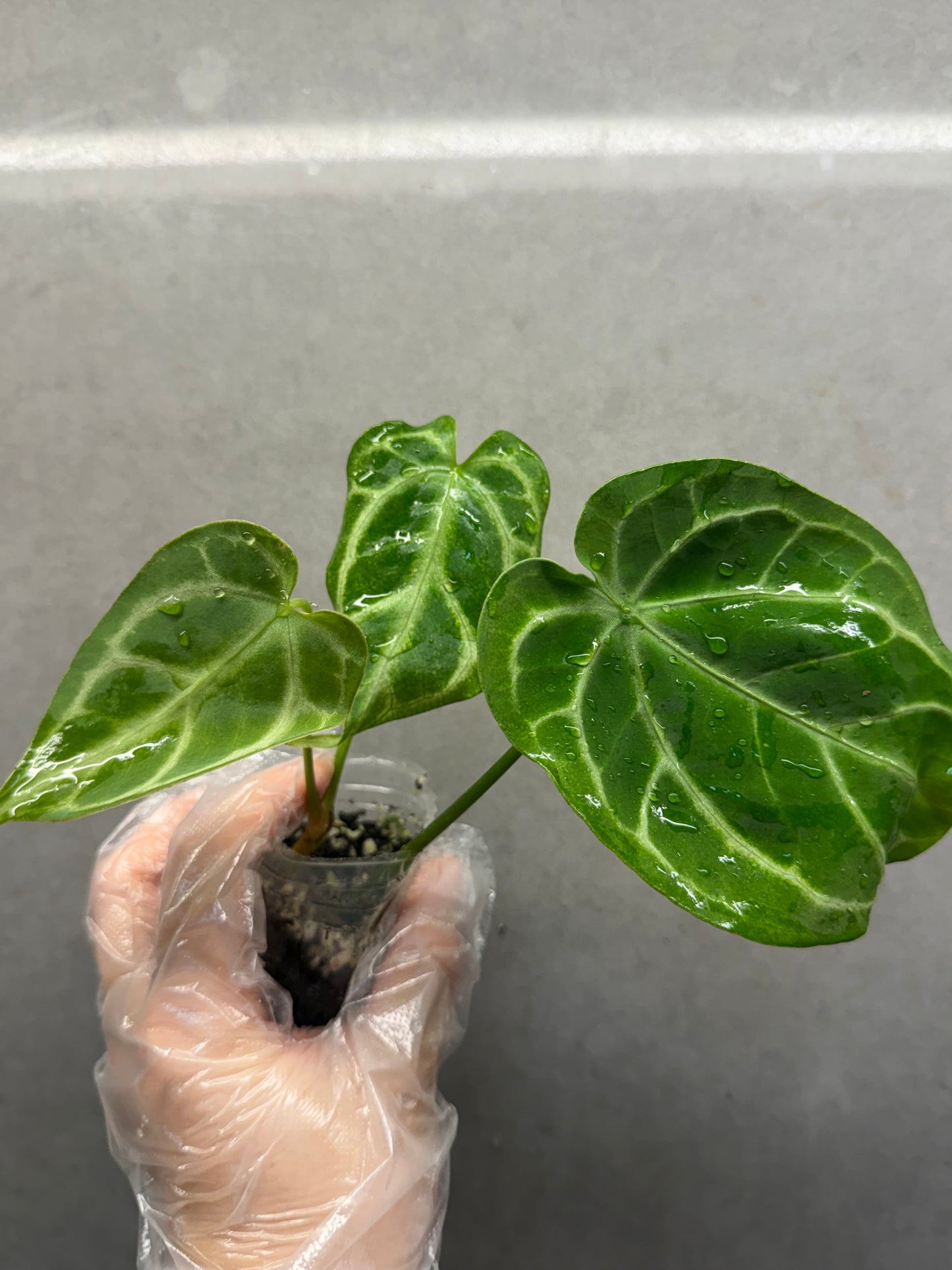 🌿Anthurium Magnificum*Black Crystallinum