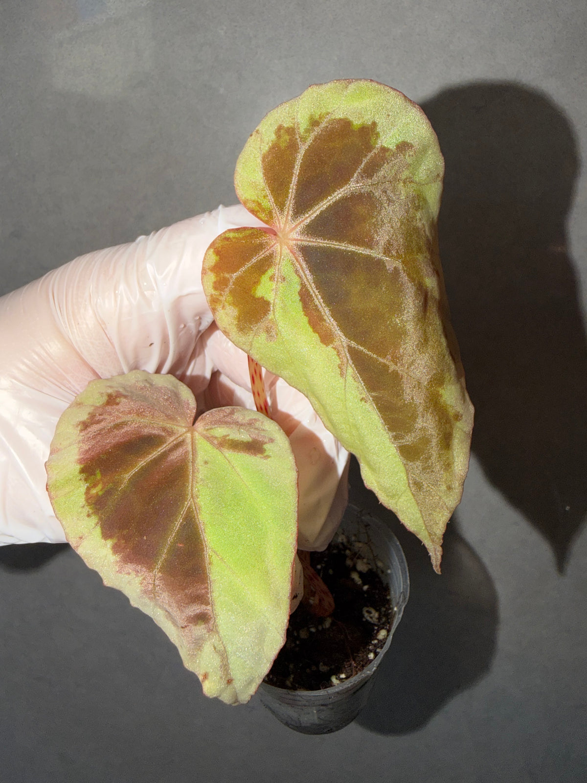 Begonia 5 Combo:Darthvaderiana(Green Spot)➕ hybrid ‘Blue-Green’➕ Black Bat➕ polilloensis x rajah➕ burkillii green form