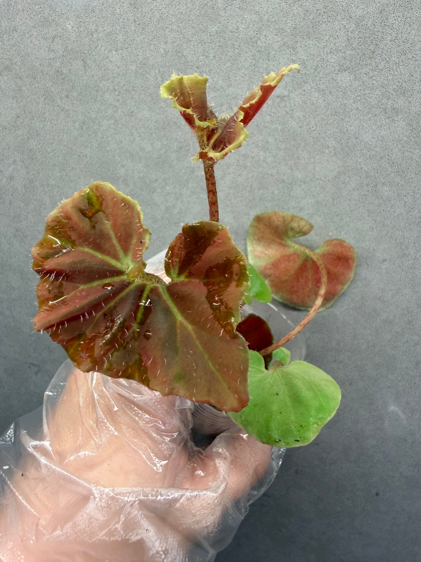 🌿Begonia ’Hoozukimaru‘❤️