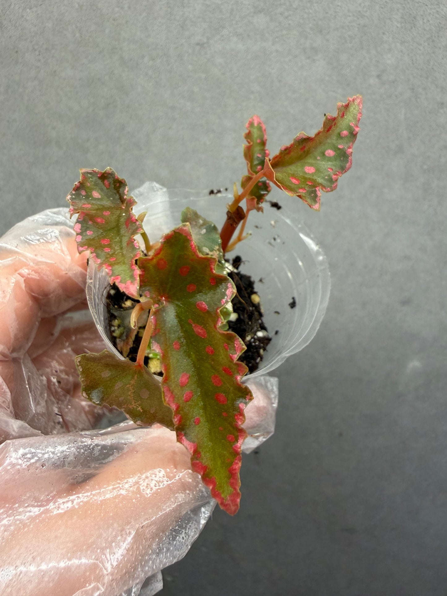 🌿 Begonia Darthvaderiana × Amphioxus(three Buds)