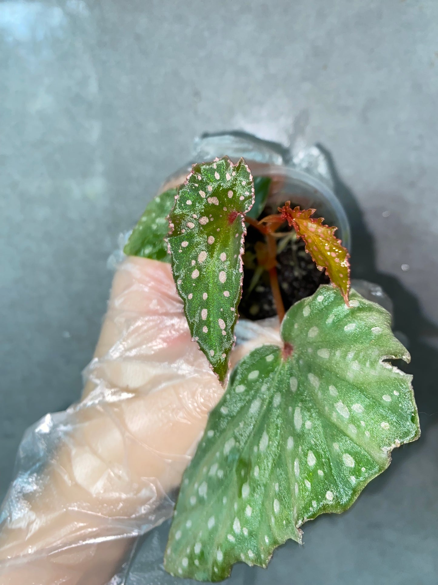 🌿 Begonia malachosticta