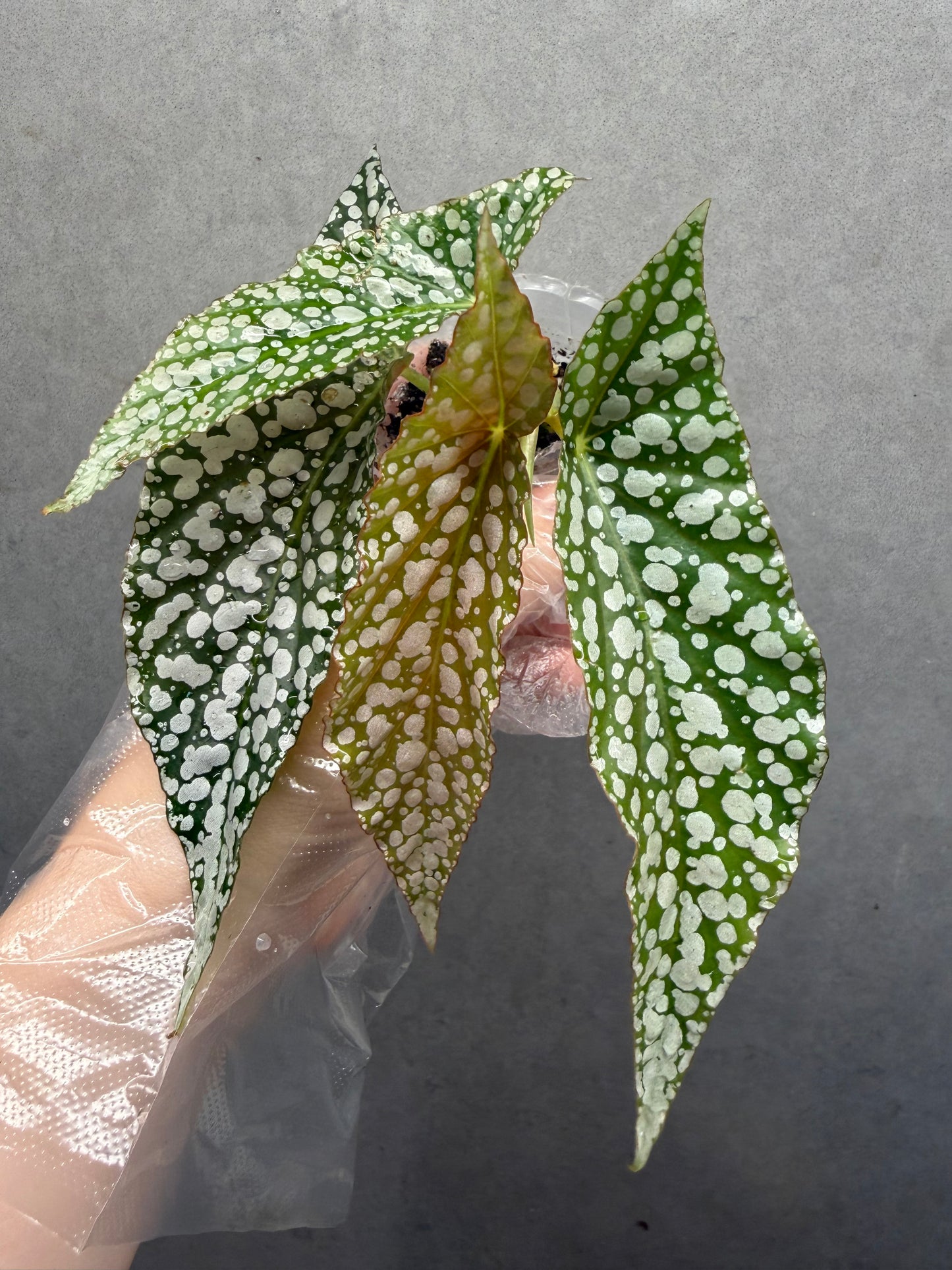 Begonia ‘White Ice’