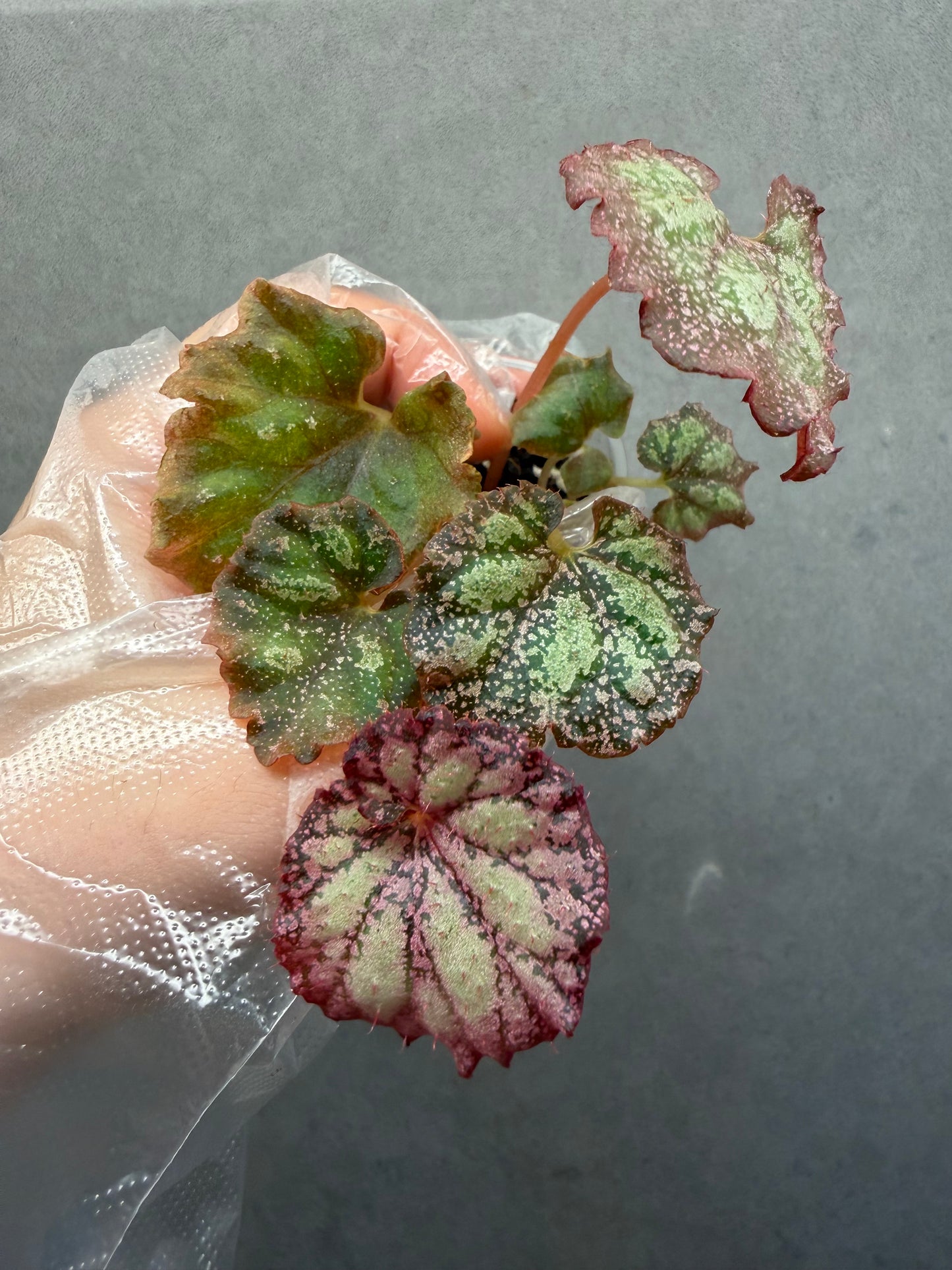 🌿Begonia ‘Pink Panther’