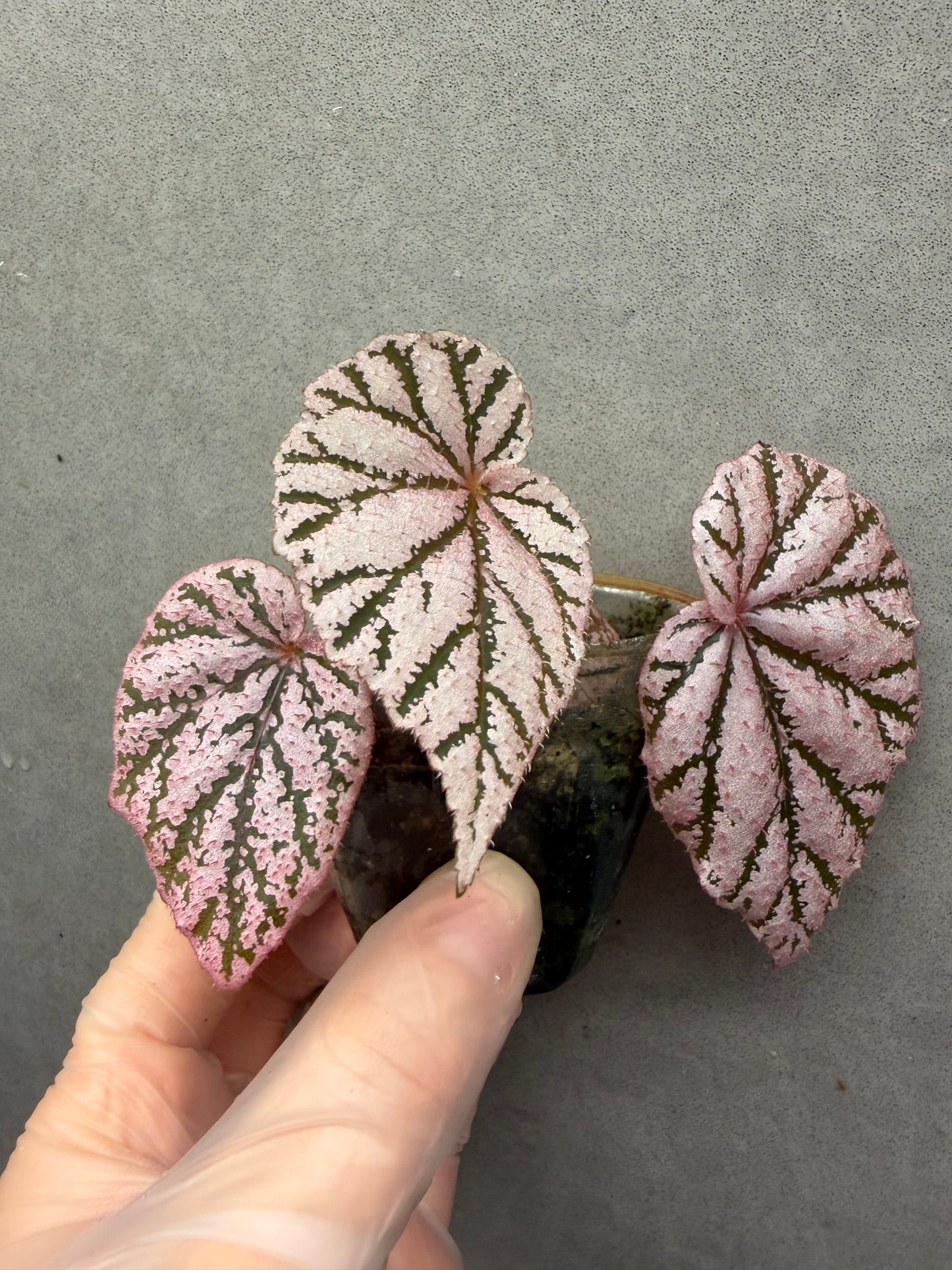 🌿 Begonia 'Tingley Mallet'