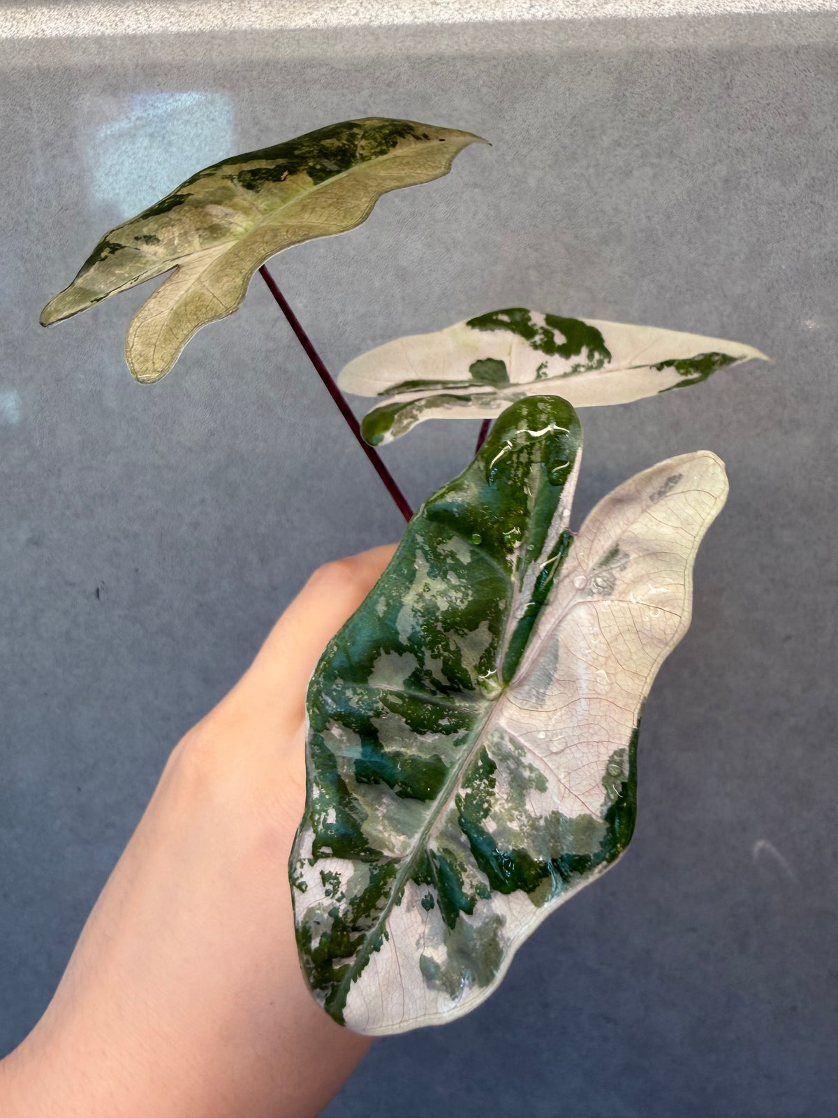 🌿Alocasia Pseudo-Sanderiana Pink Variegated