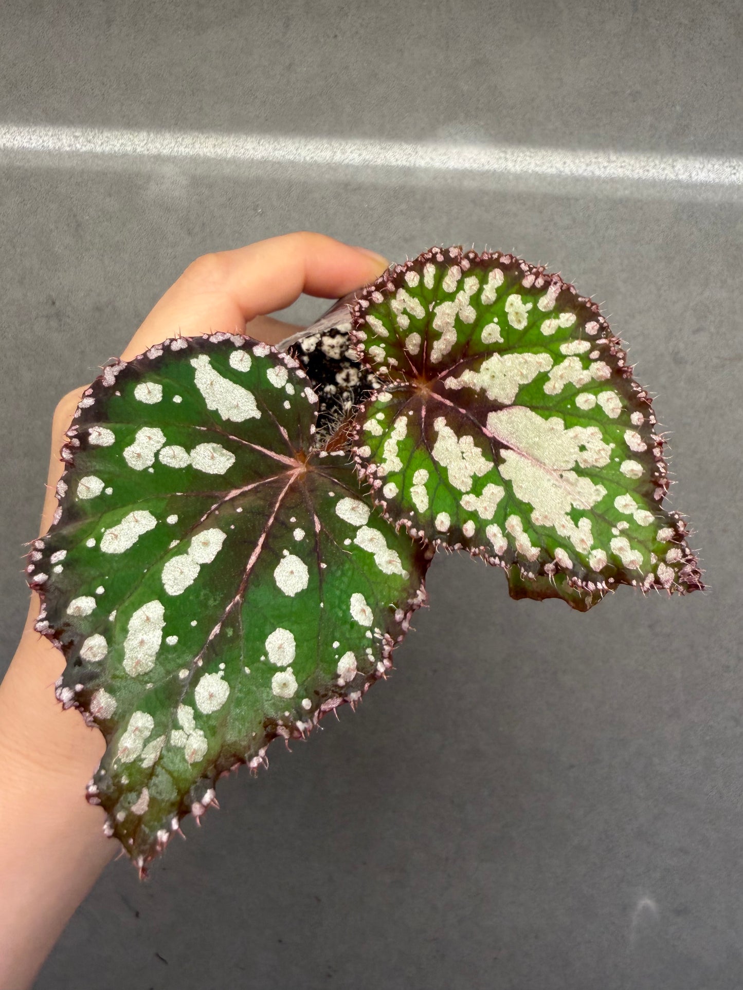 🌿Begonia M&M