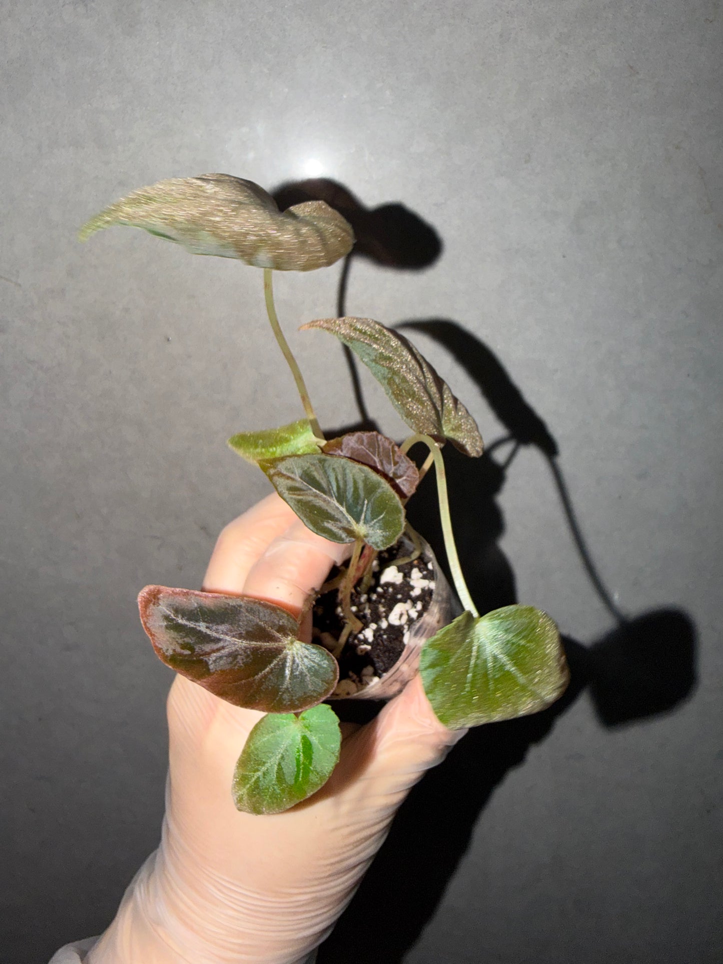 🌿 Begonia burkillii 'Black Form'