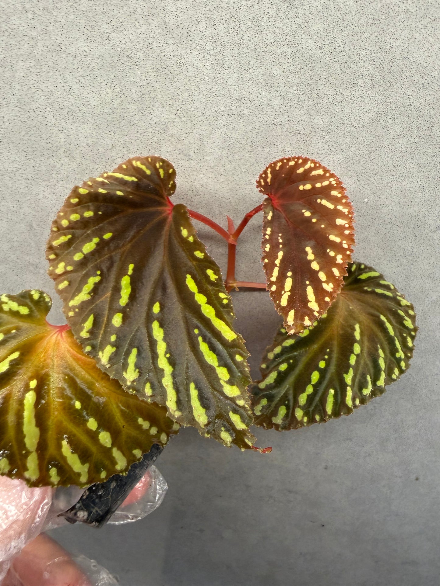 🌿 Begonia atricha