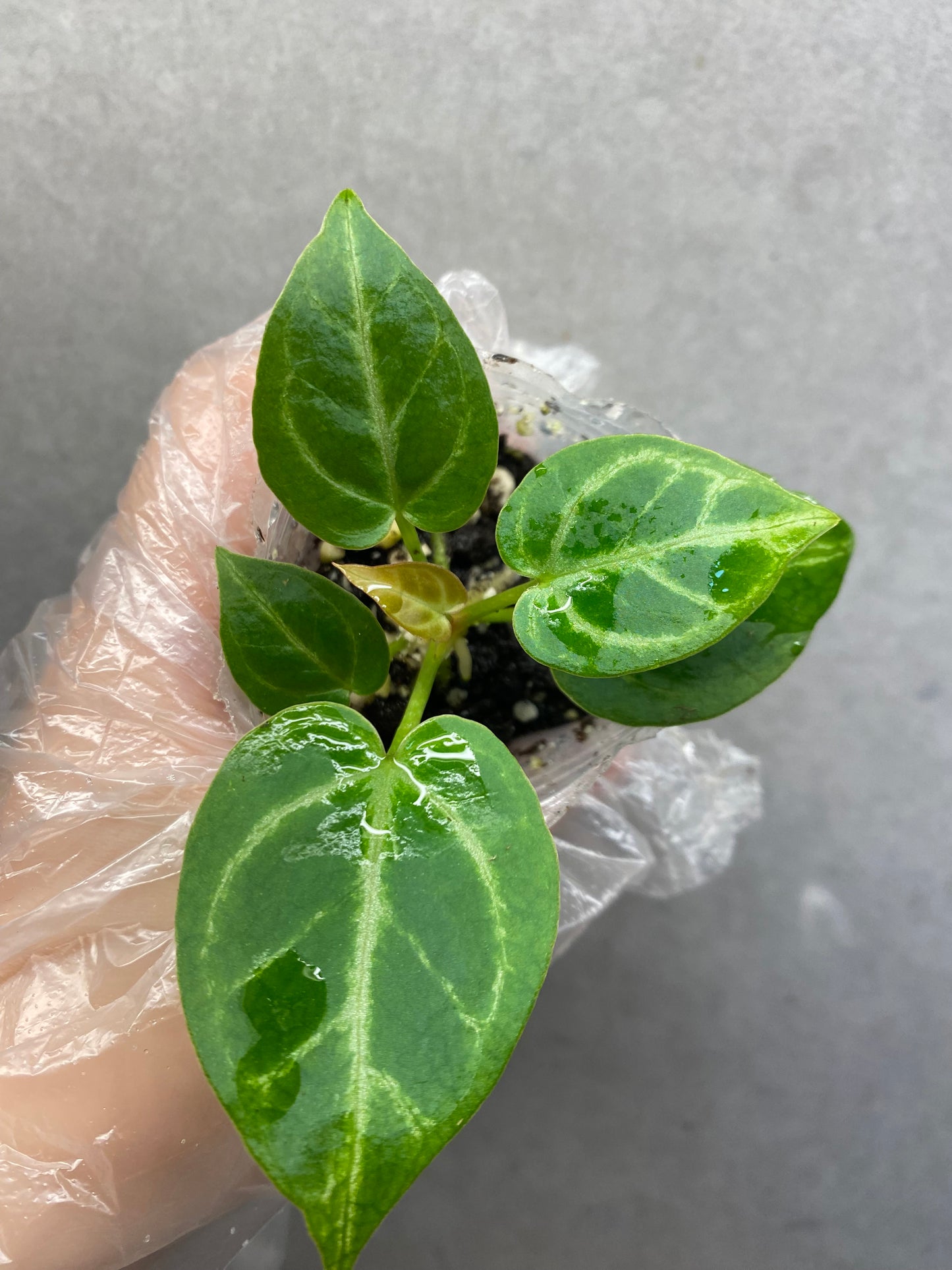 🌿 Anthurium Crystallinum
