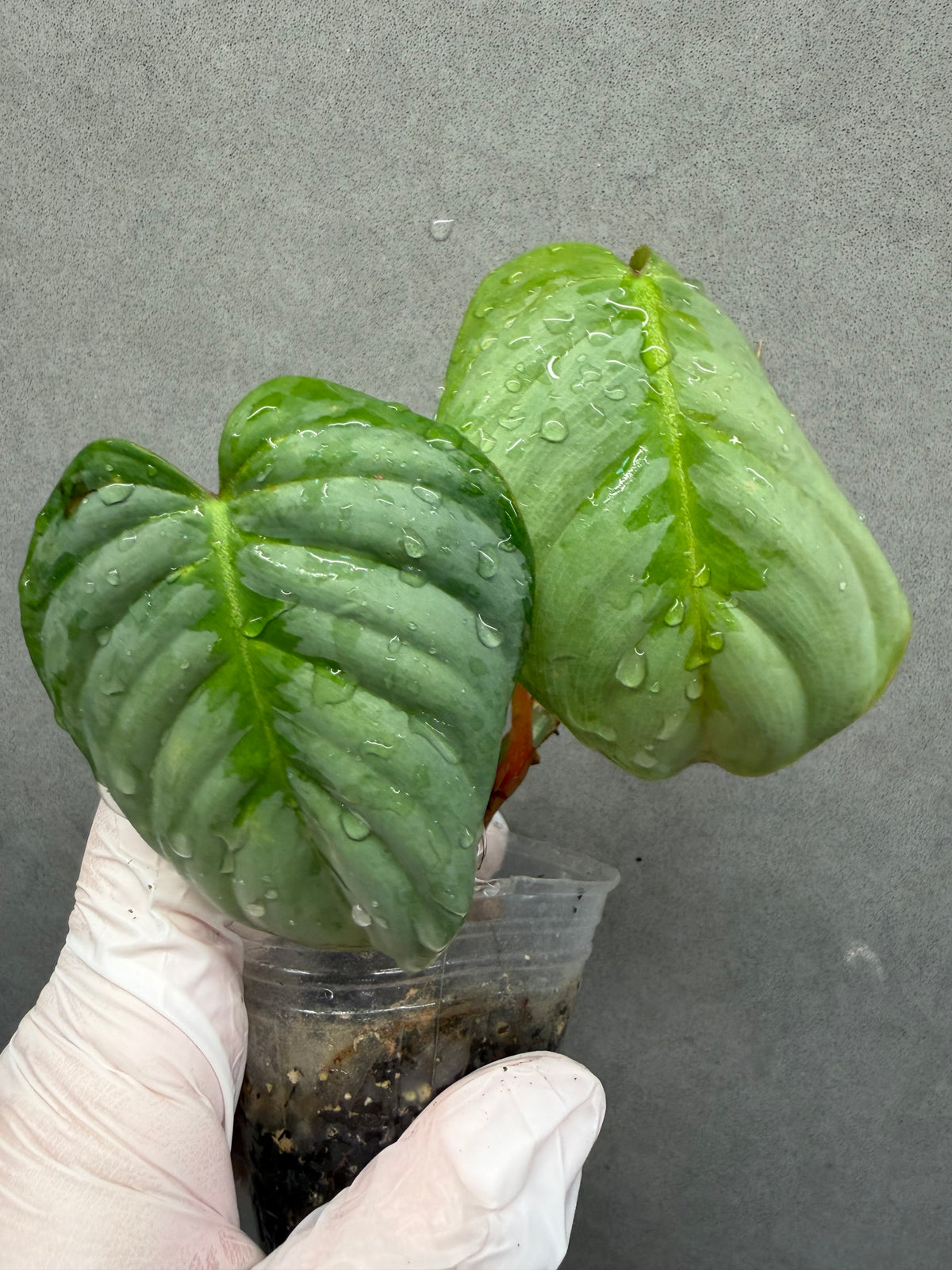 🌿Philodendron Sodiroi