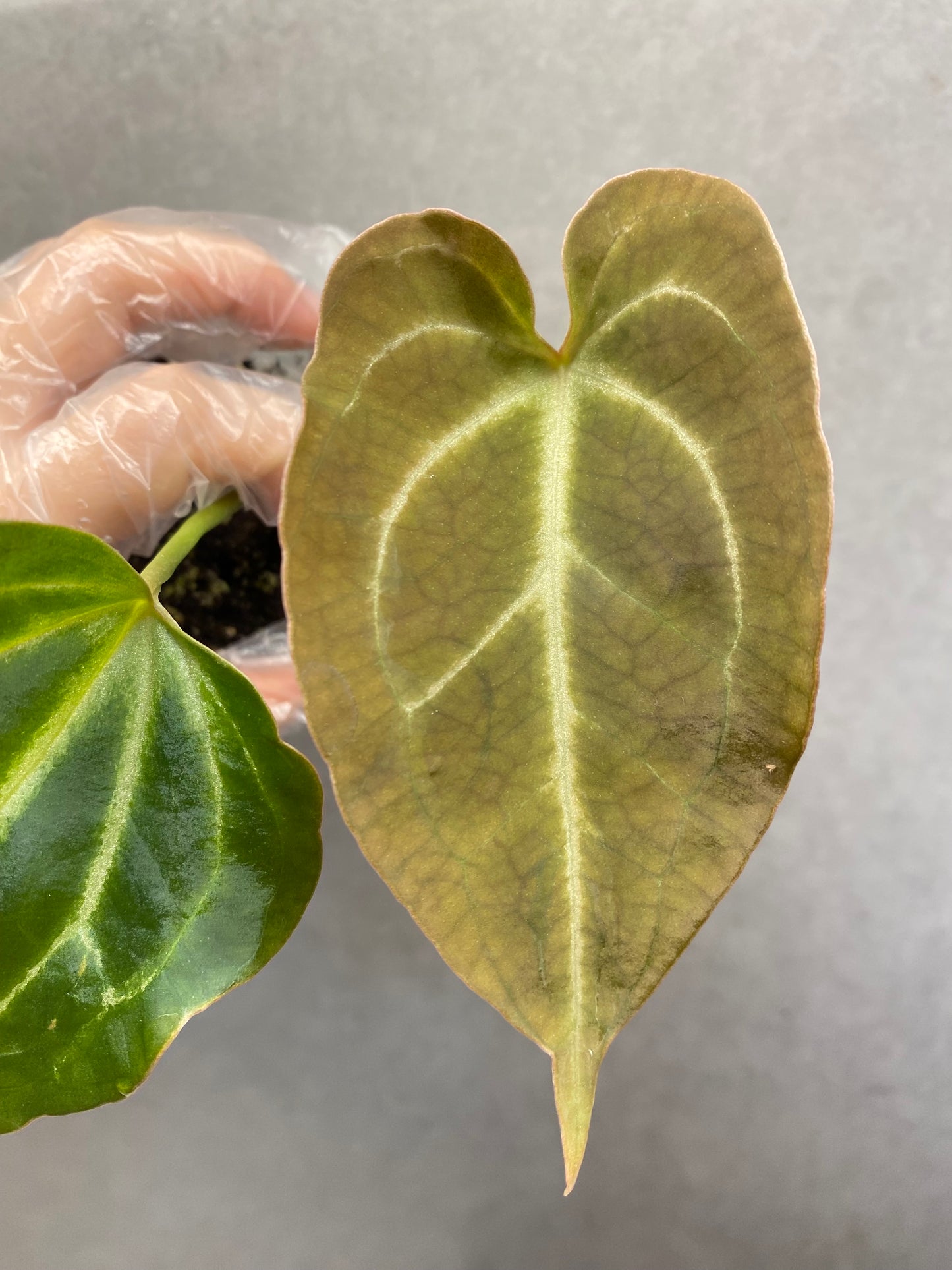 🌿 Anthurium Crystallinum × KOS