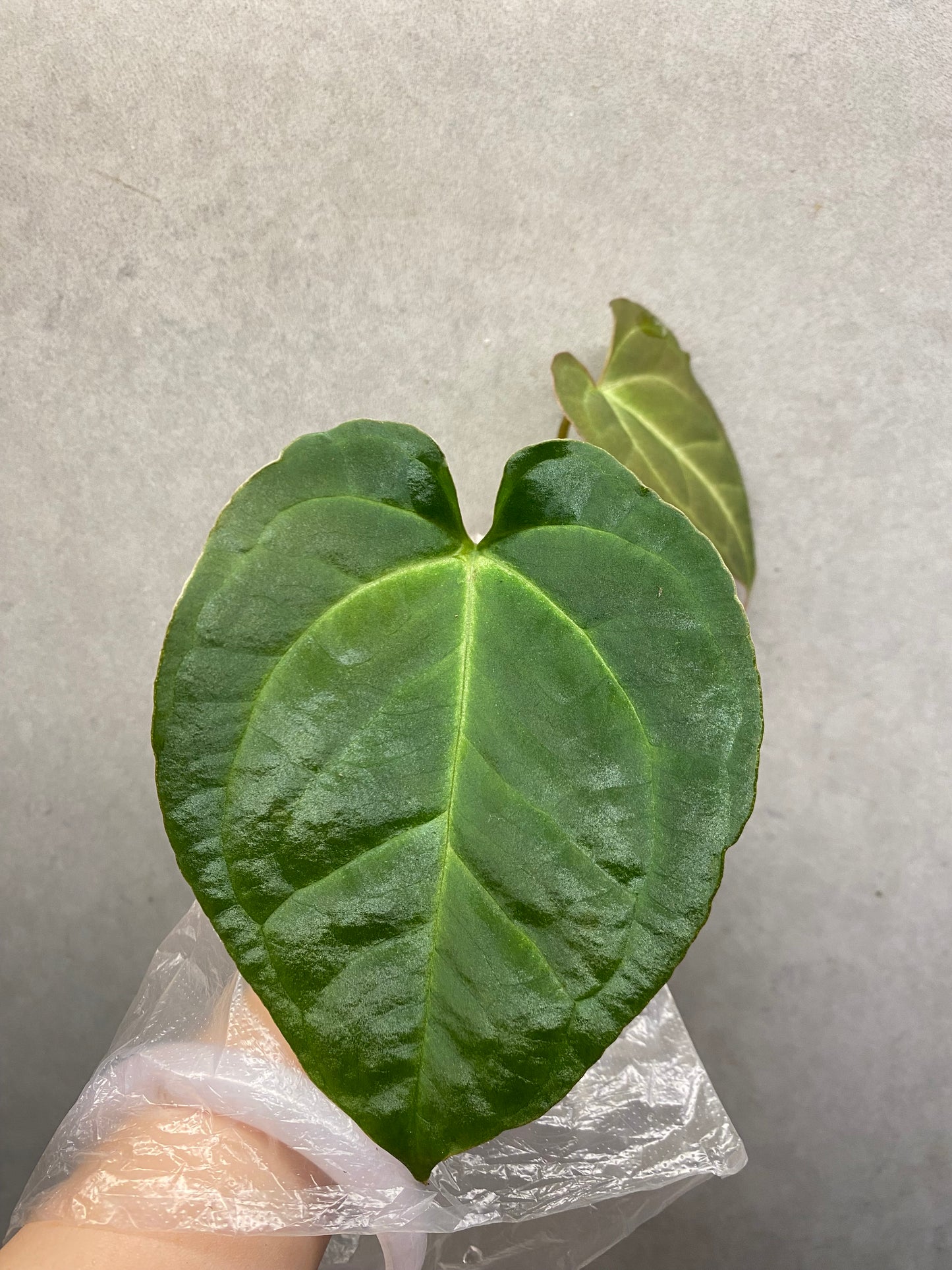 🌿 Anthurium magnificum × Papi