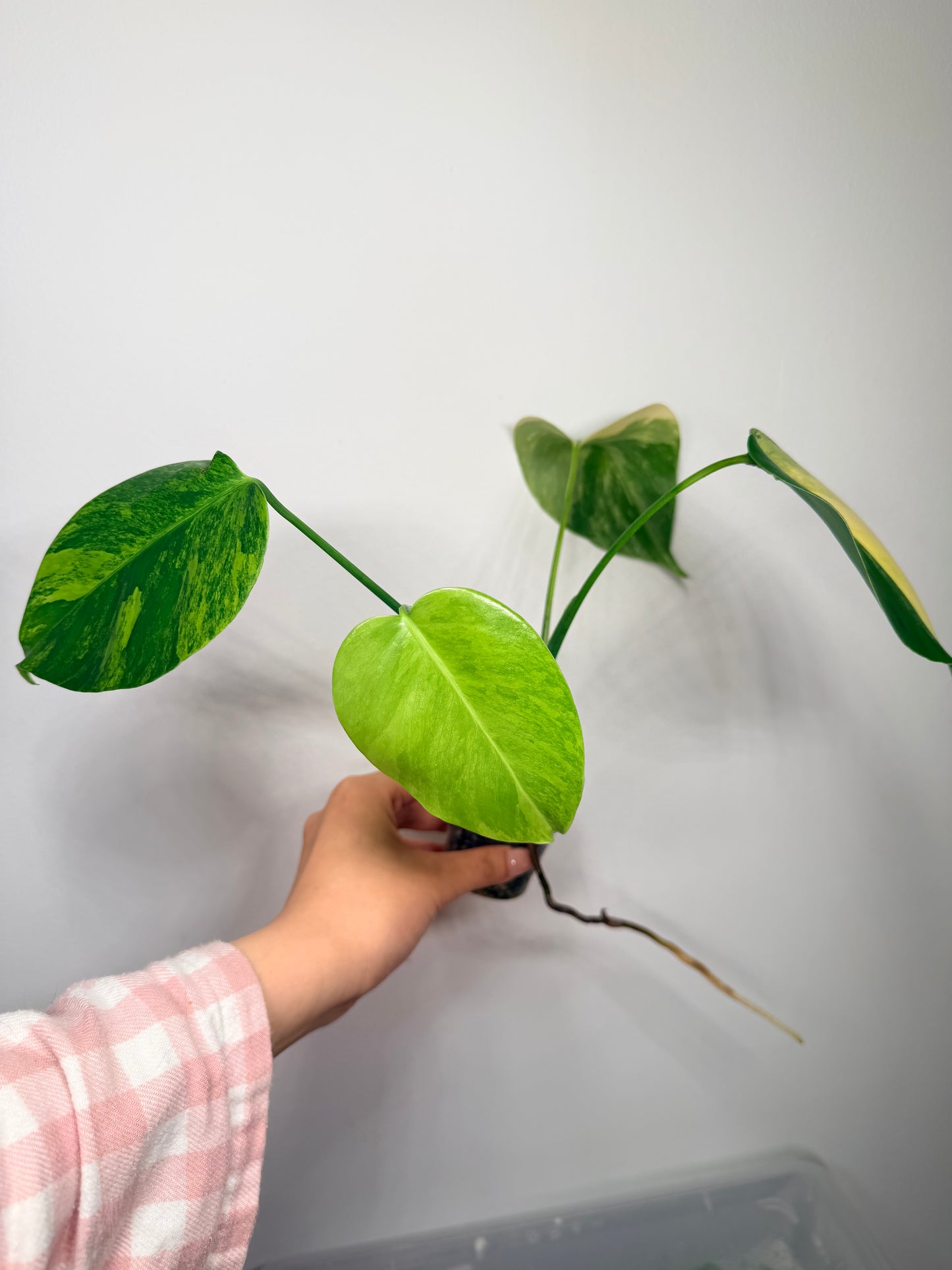 4 leafs monstera Aurea