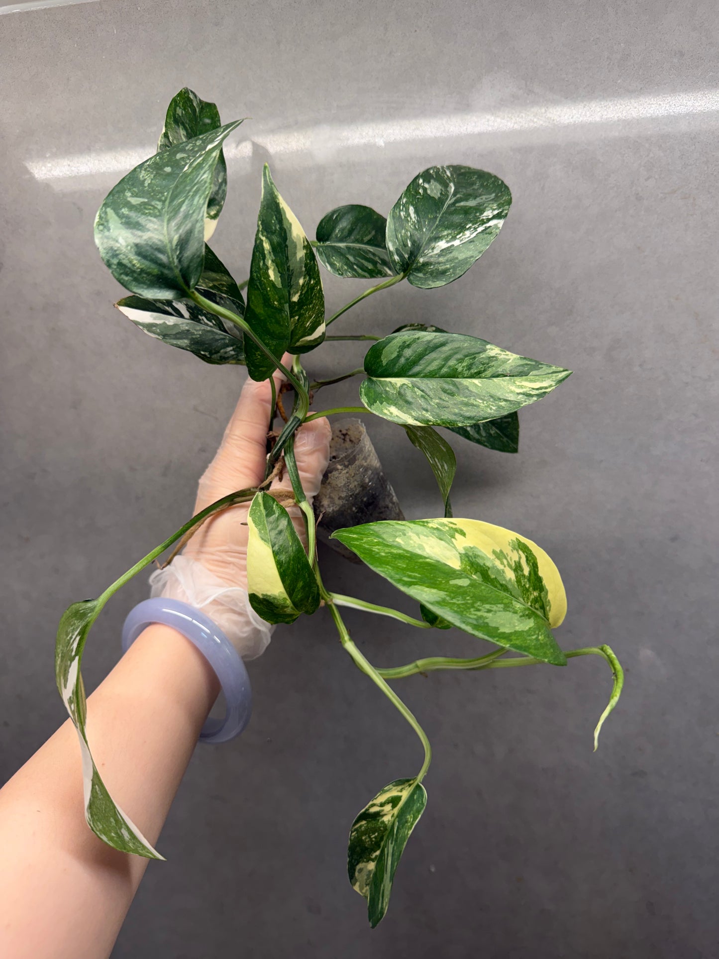 Epipremnum pinnatum 'Albo-variegata'