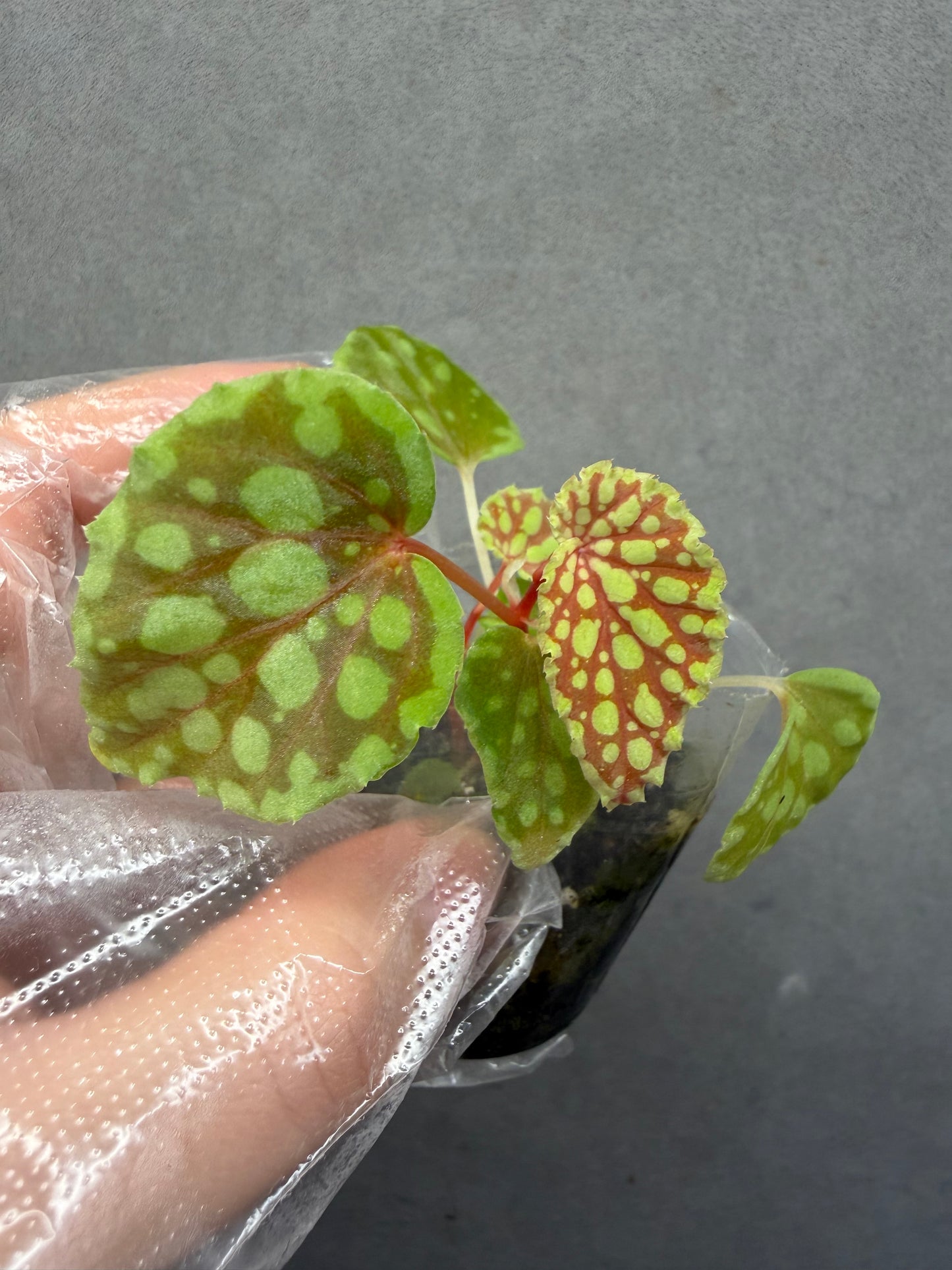 🟢 Begonia chlorosticta