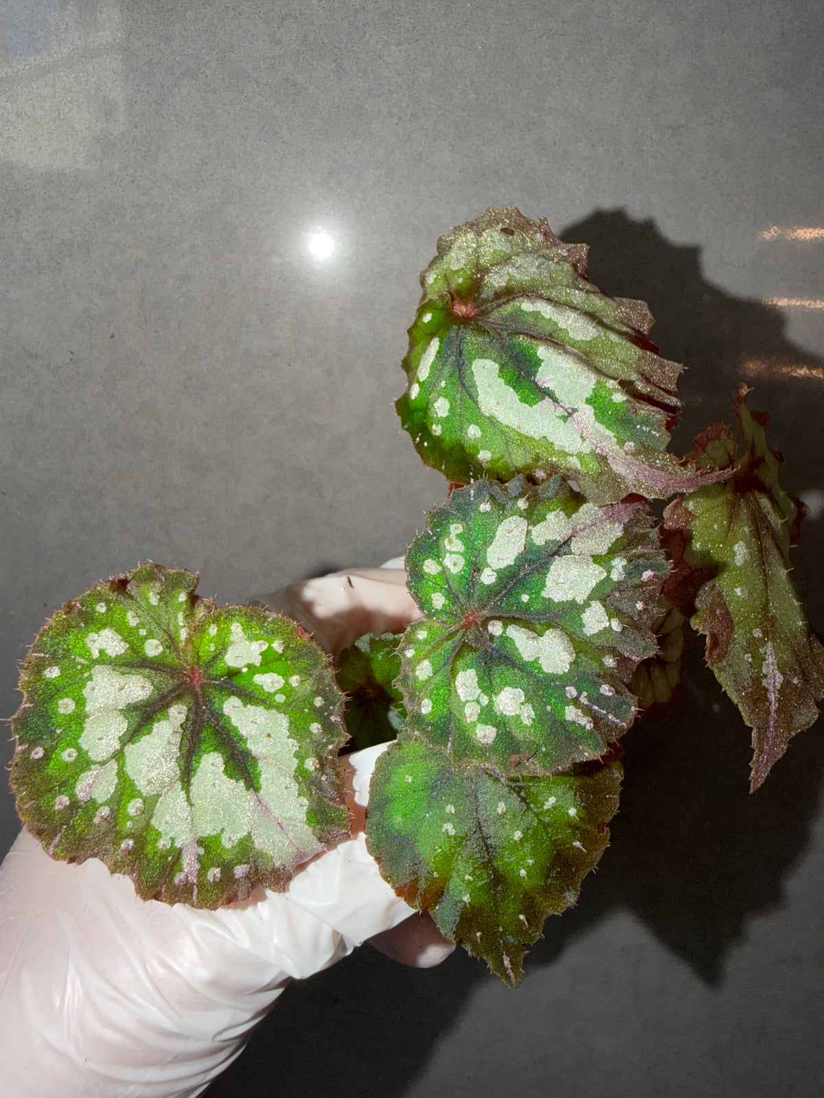 Begonia 4 Combo:Darthvaderiana(Green Spot)➕ sp. Sarawak➕ brevirimosa➕ Carnival