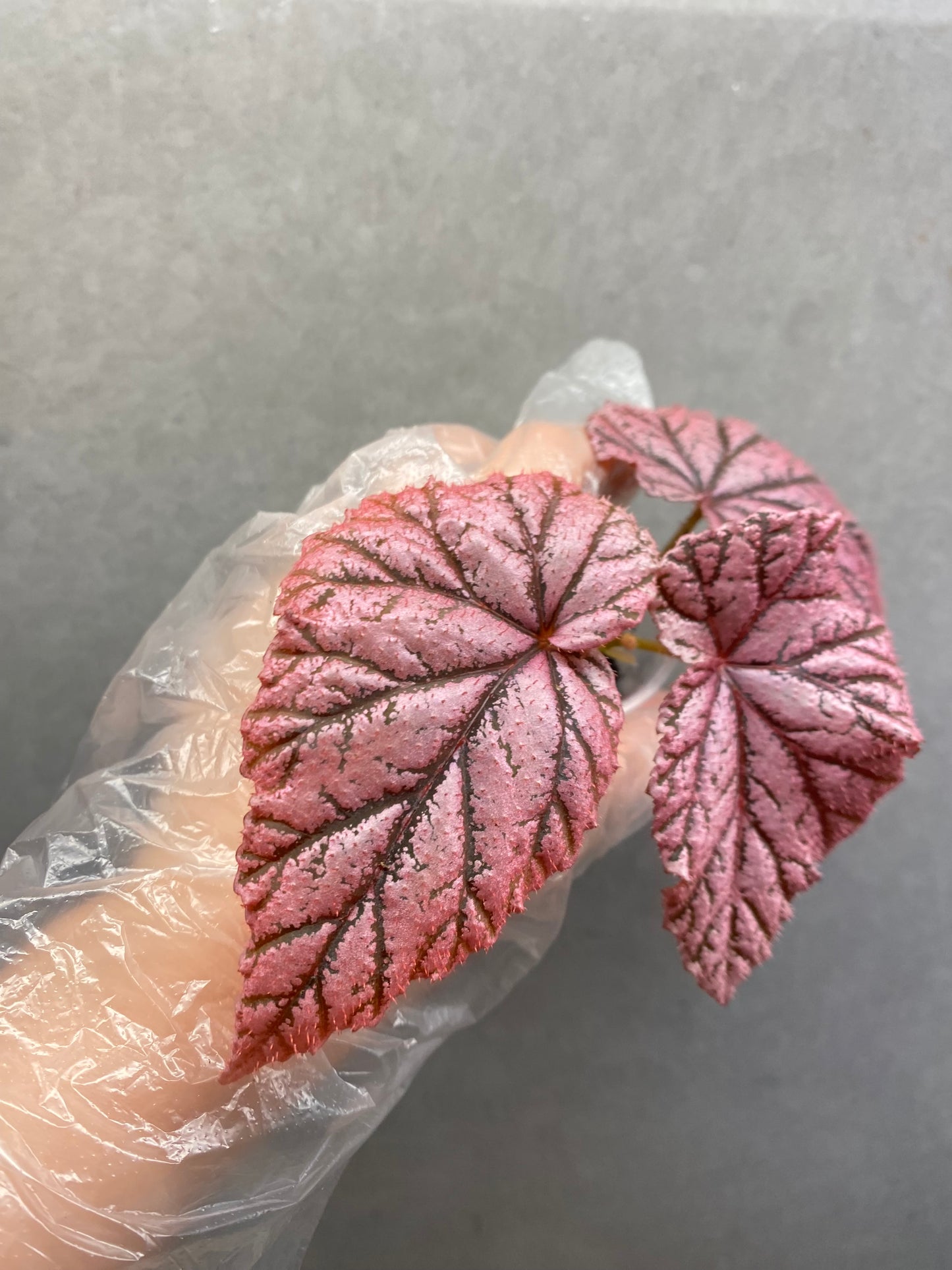 🌿 Begonia 'Tingley Mallet'