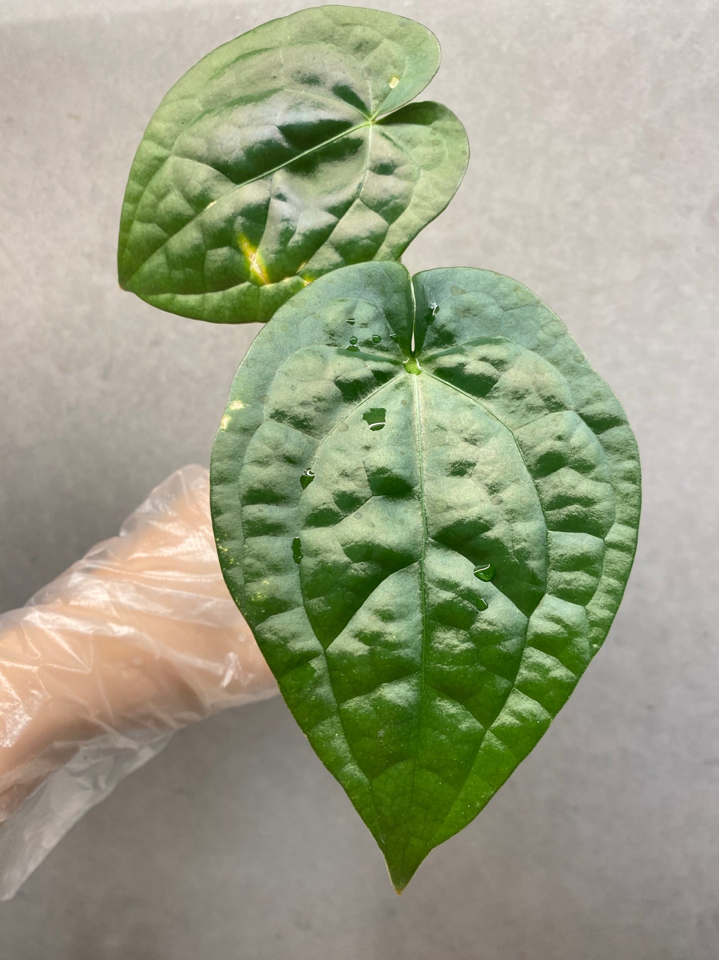 🌿 Anthurium luxurians × crystallinum (Dark Form)