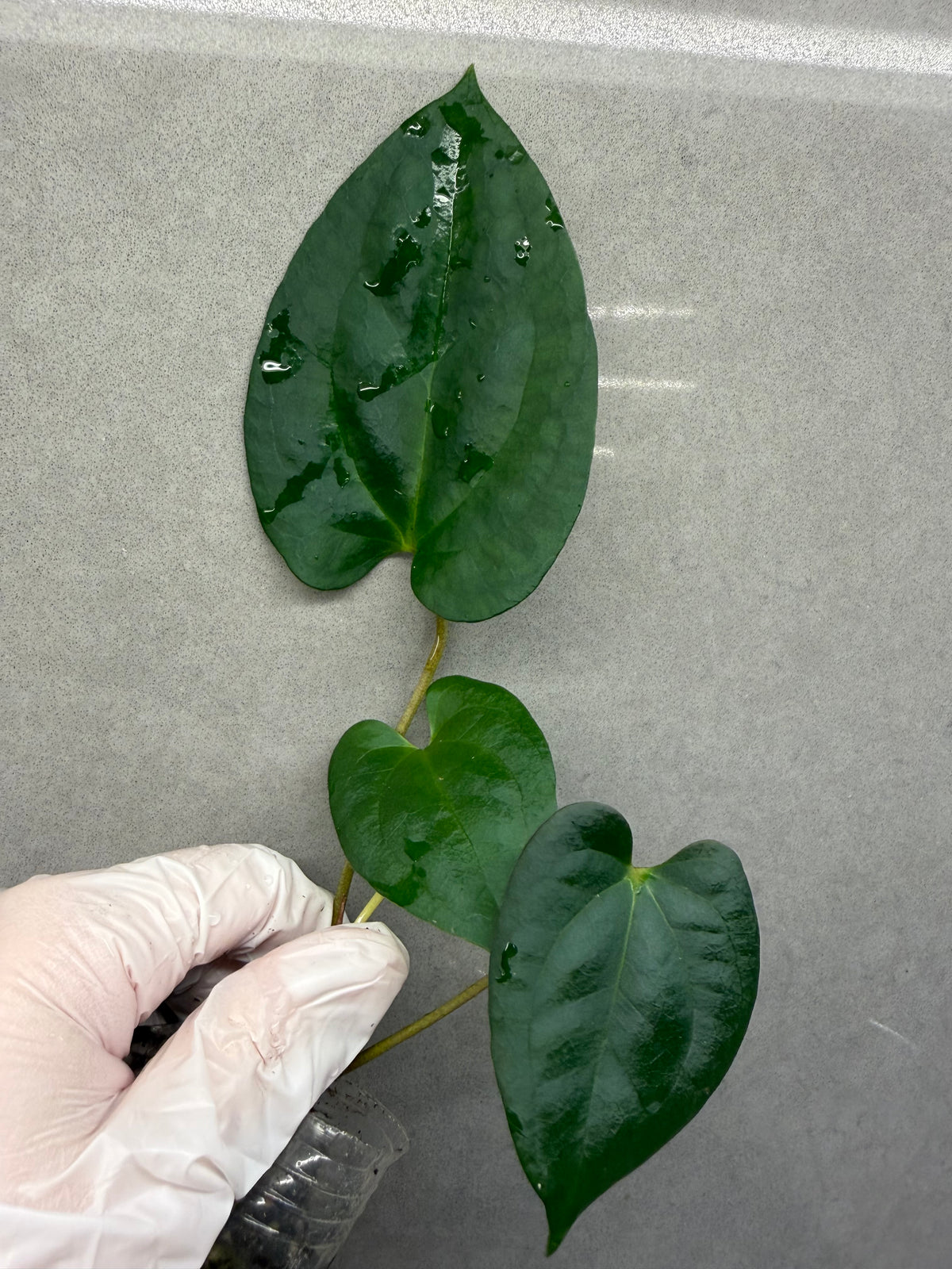 🌿Anthurium Aos* Papi