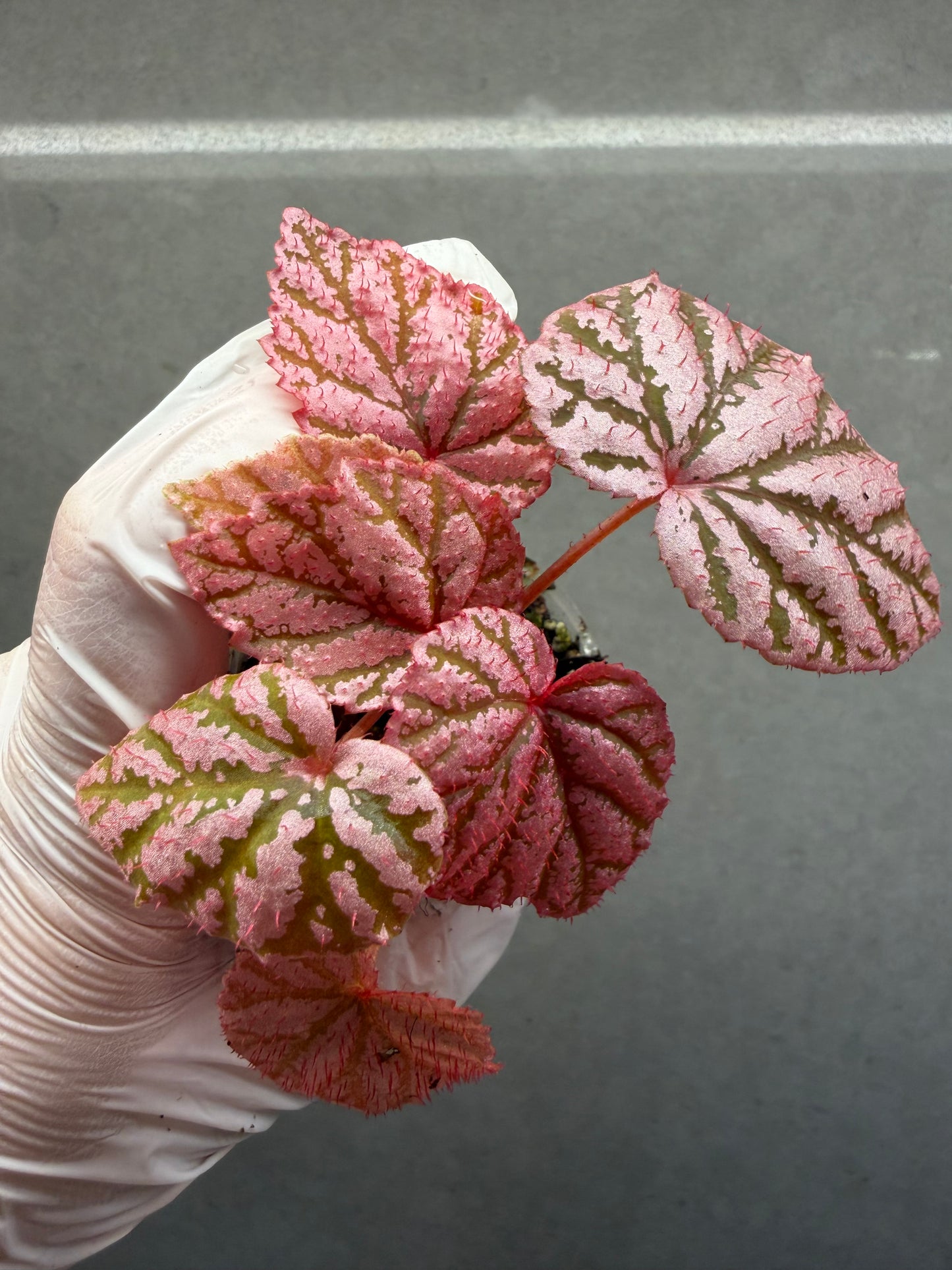 🌿 Begonia 'Tingley Mallet'