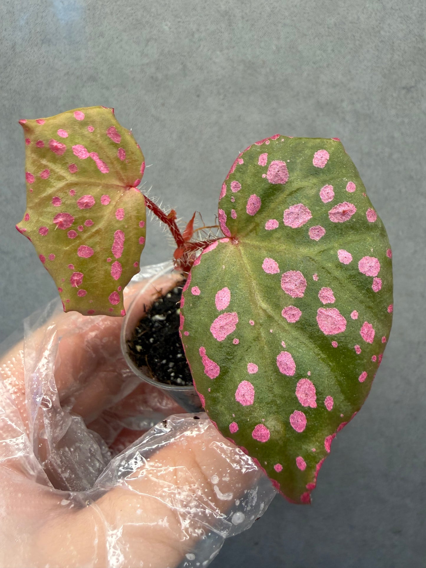 🌸Begonia Muara wahau