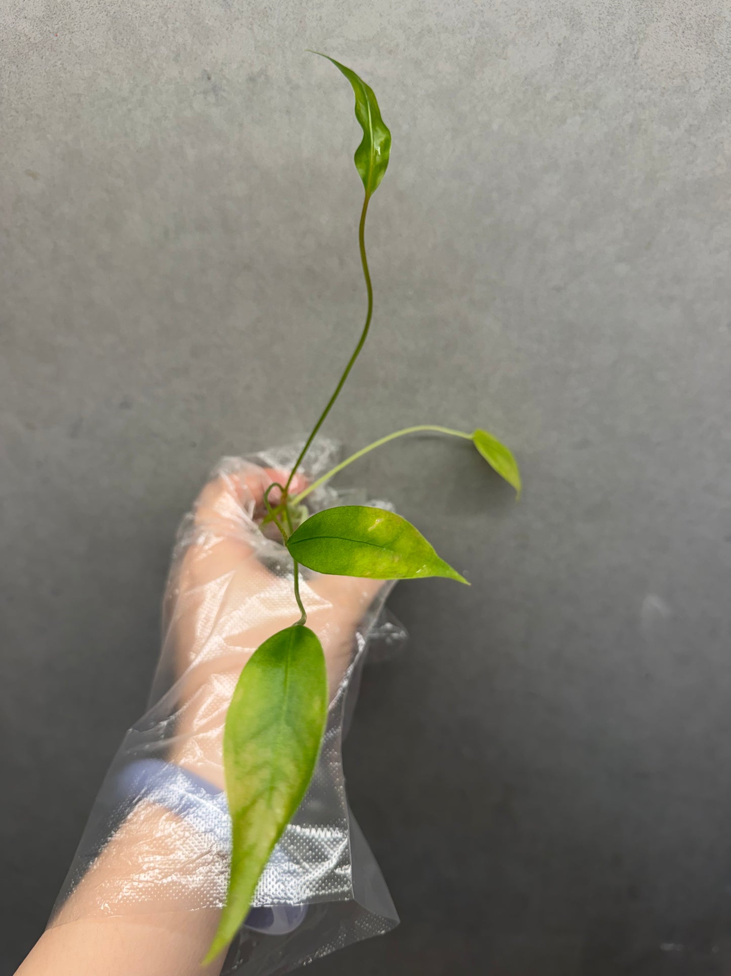 🌿Anthurium “Gracile”seeding