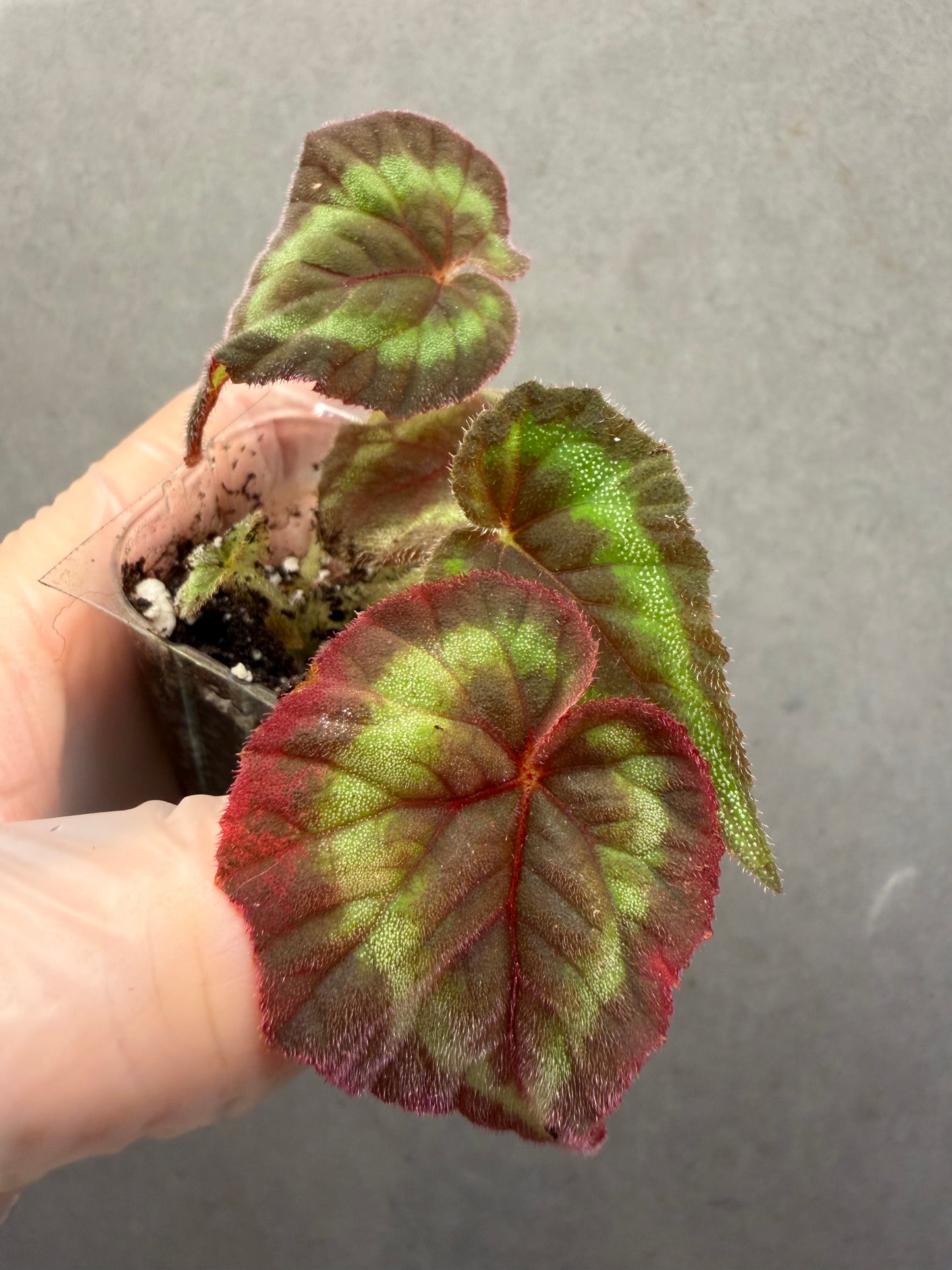 🌿Begonia Cathayana
