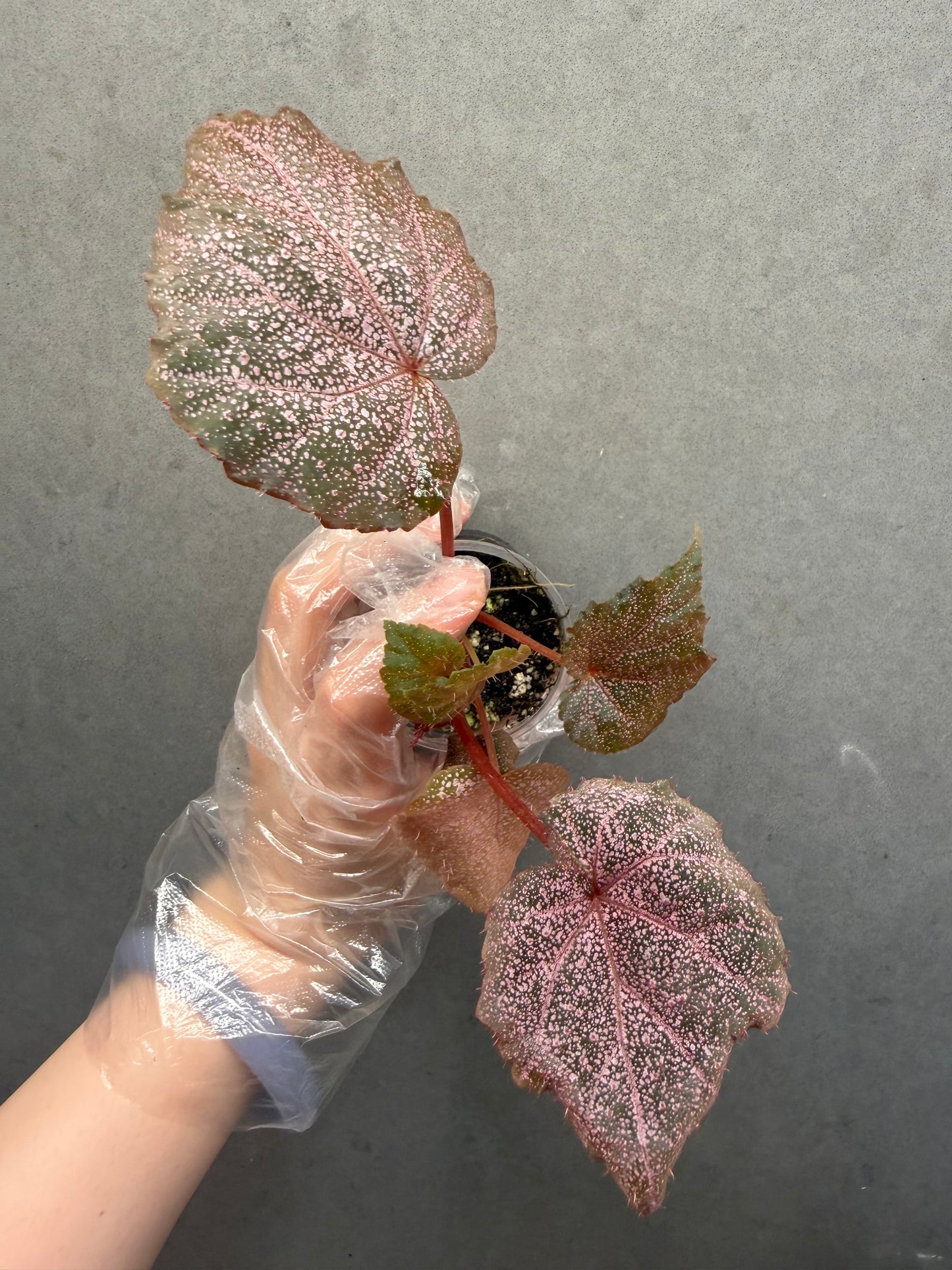 🌿 Begonia 'Robin