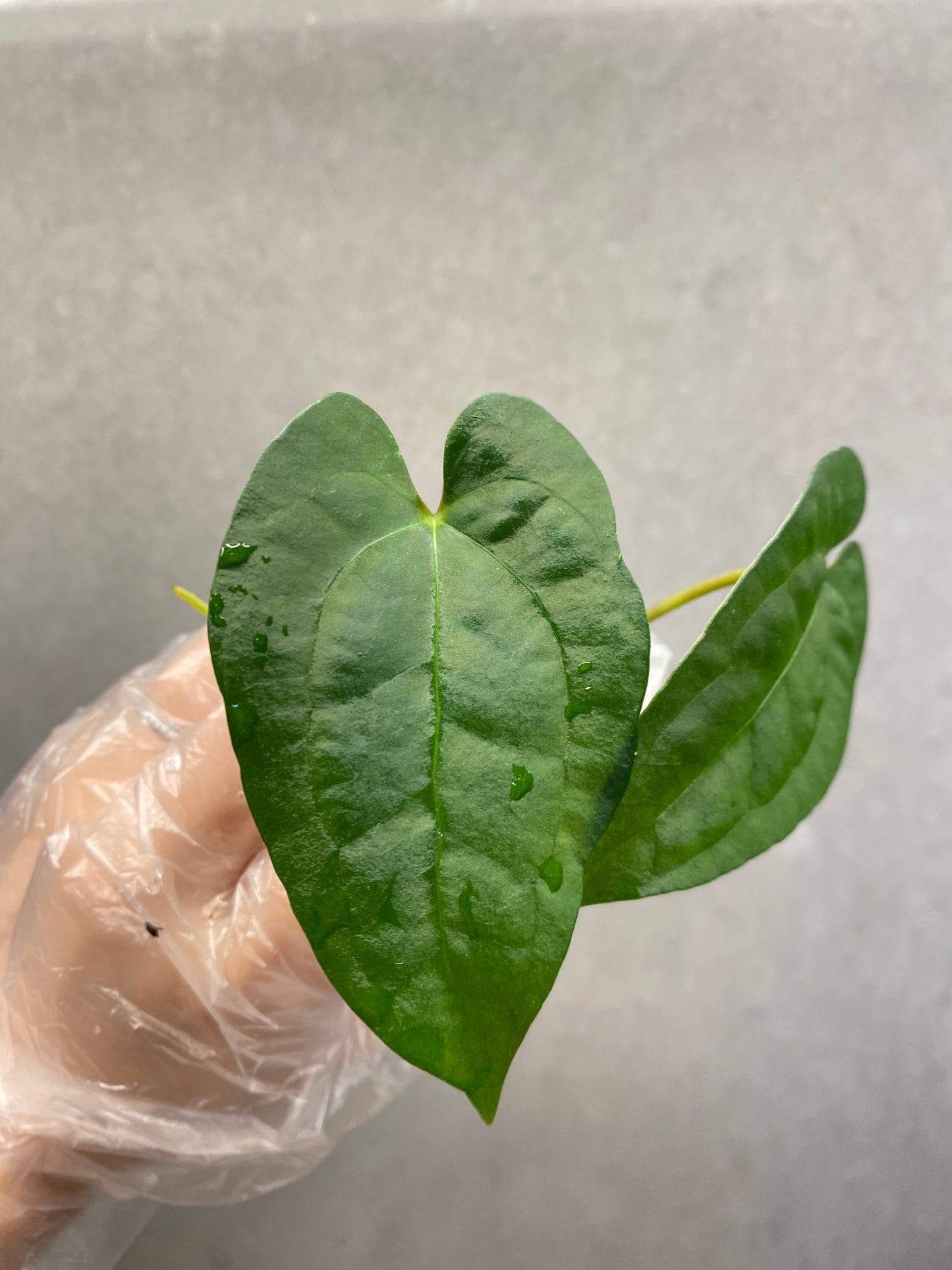 🌿 Anthurium Ace of Spades × Papi