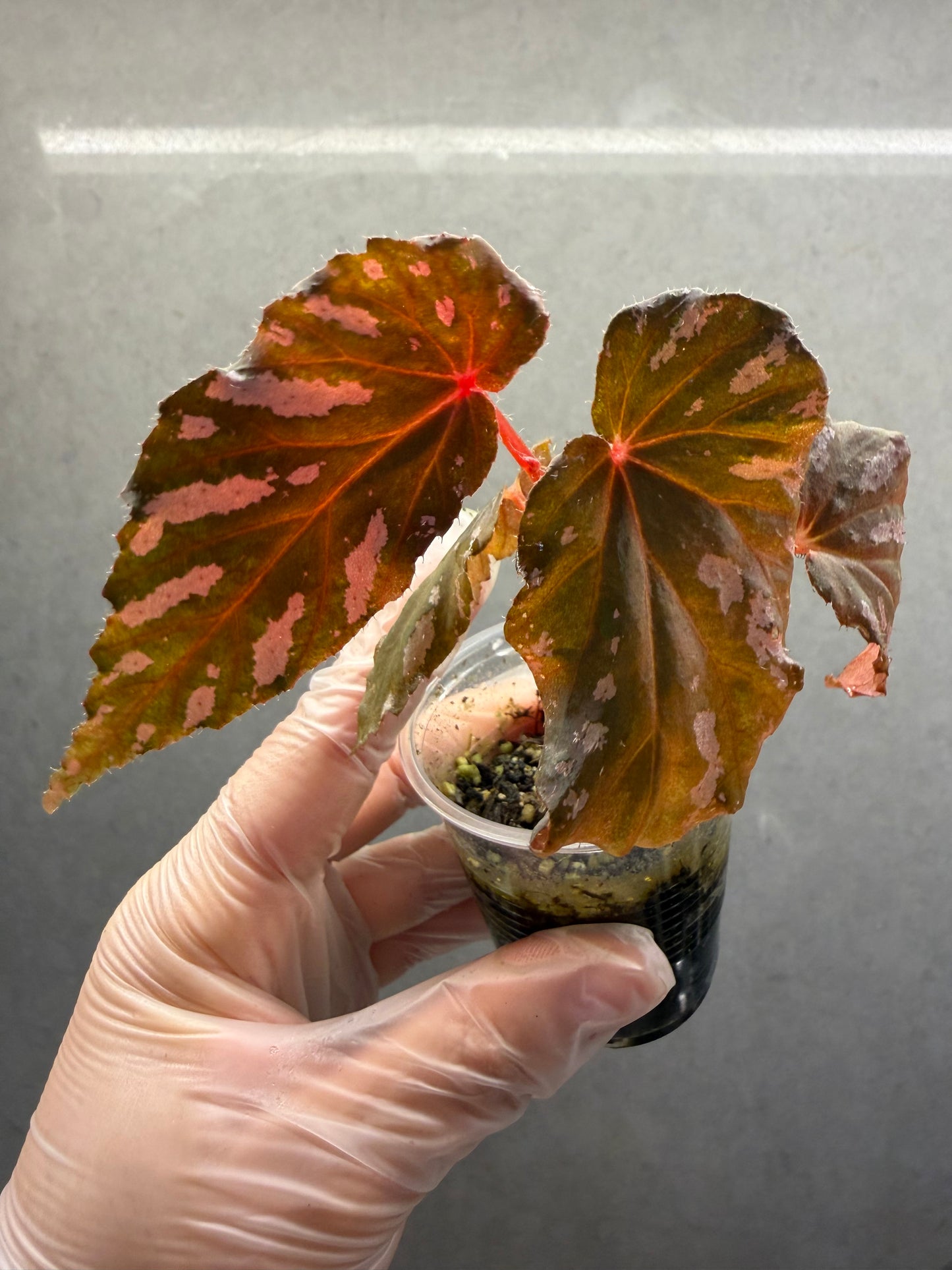 🌿 Begonia brevirimosa