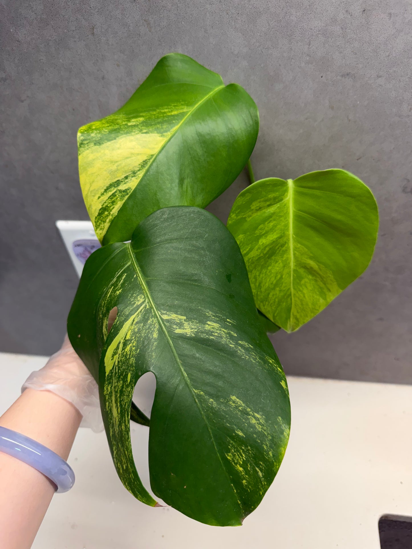 🌿Monstera Aurea(3 leaves)