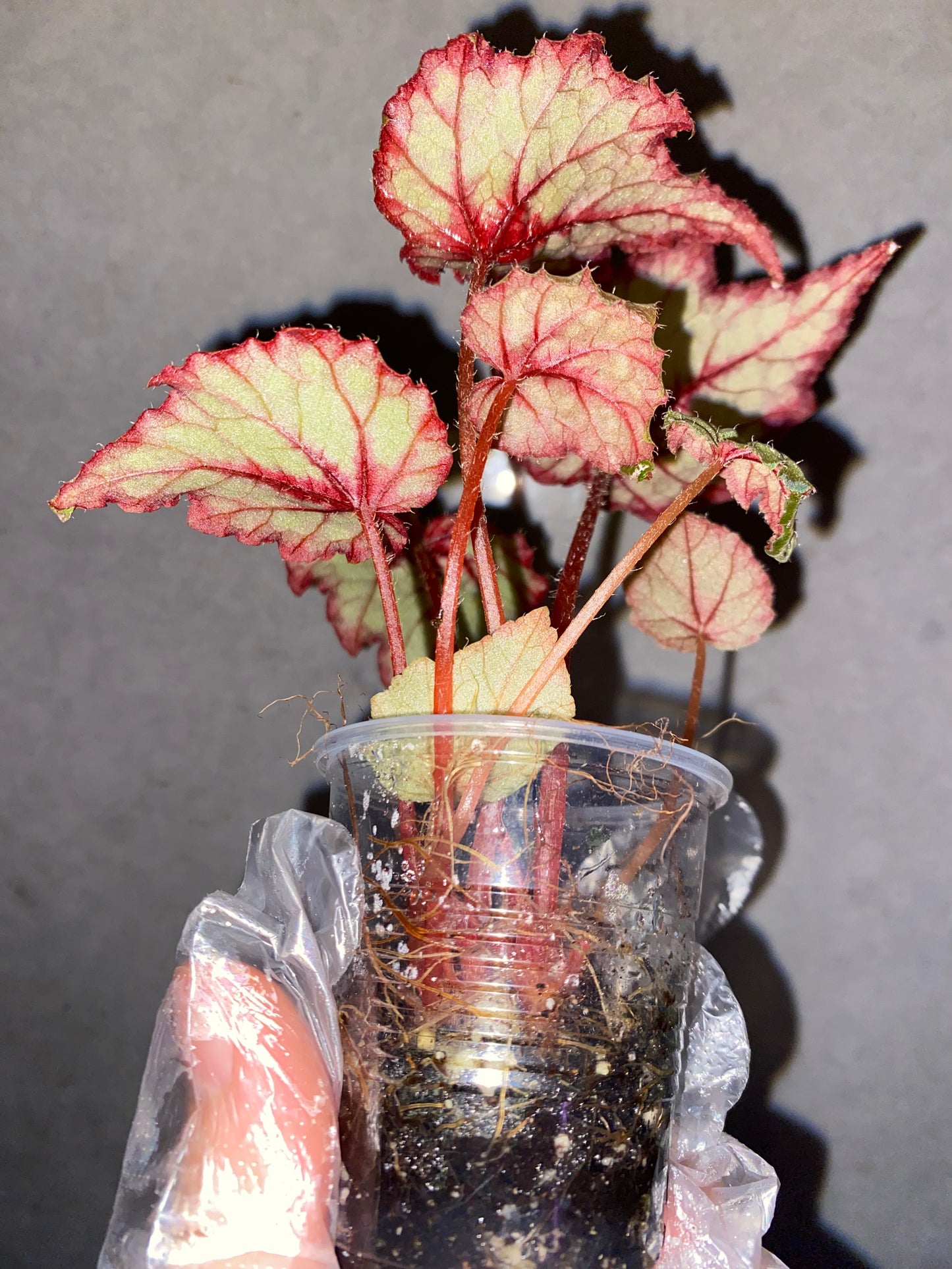 Begonia 'Robert Golden'