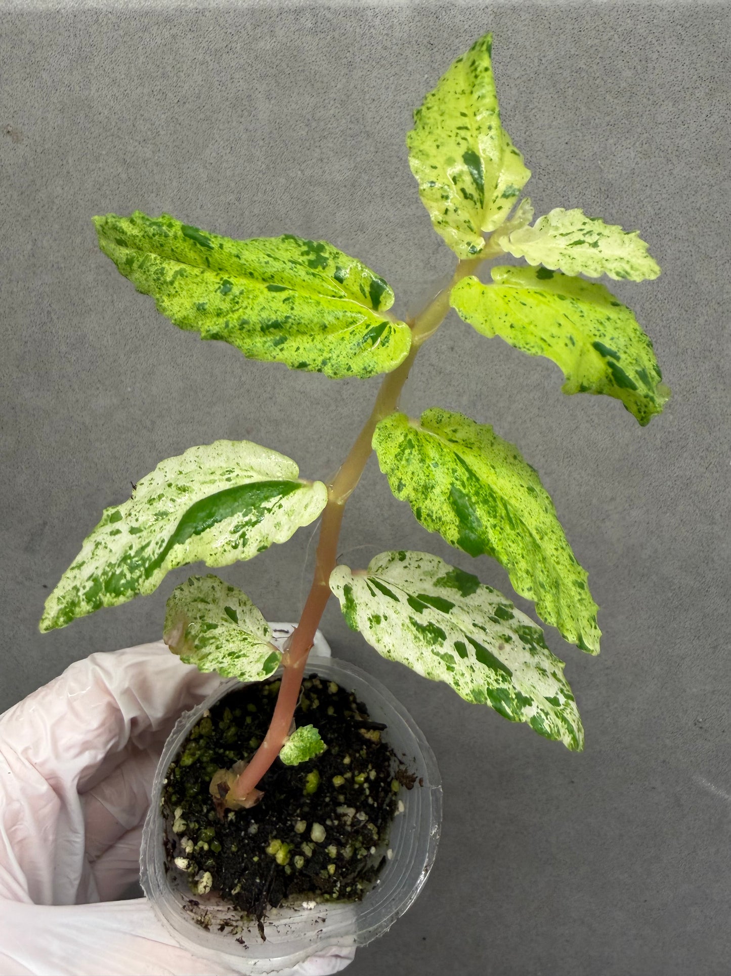 🌿Pellionia repens ’Variegata‘