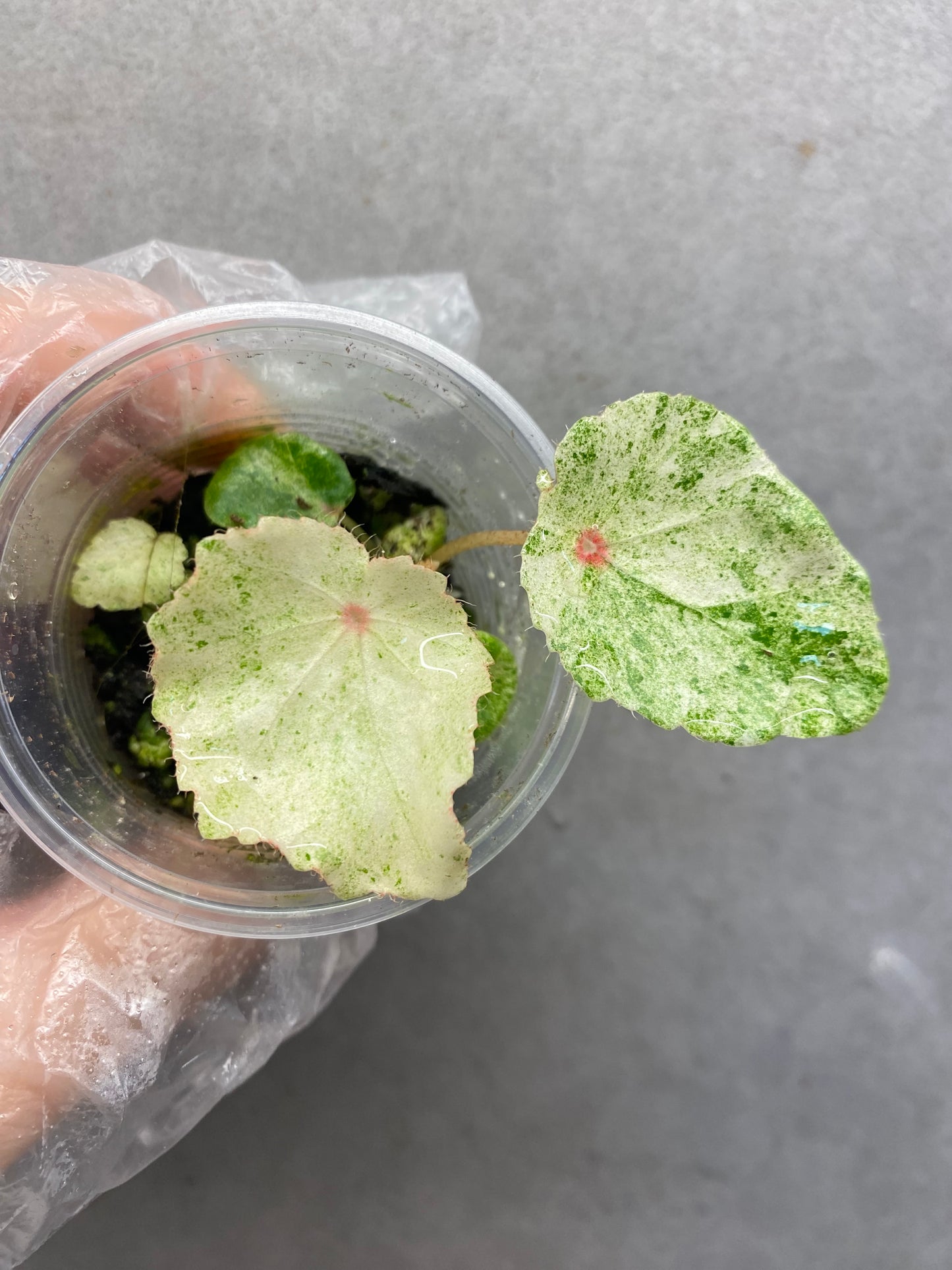🌿 Begonia 'Rouge' Variegated