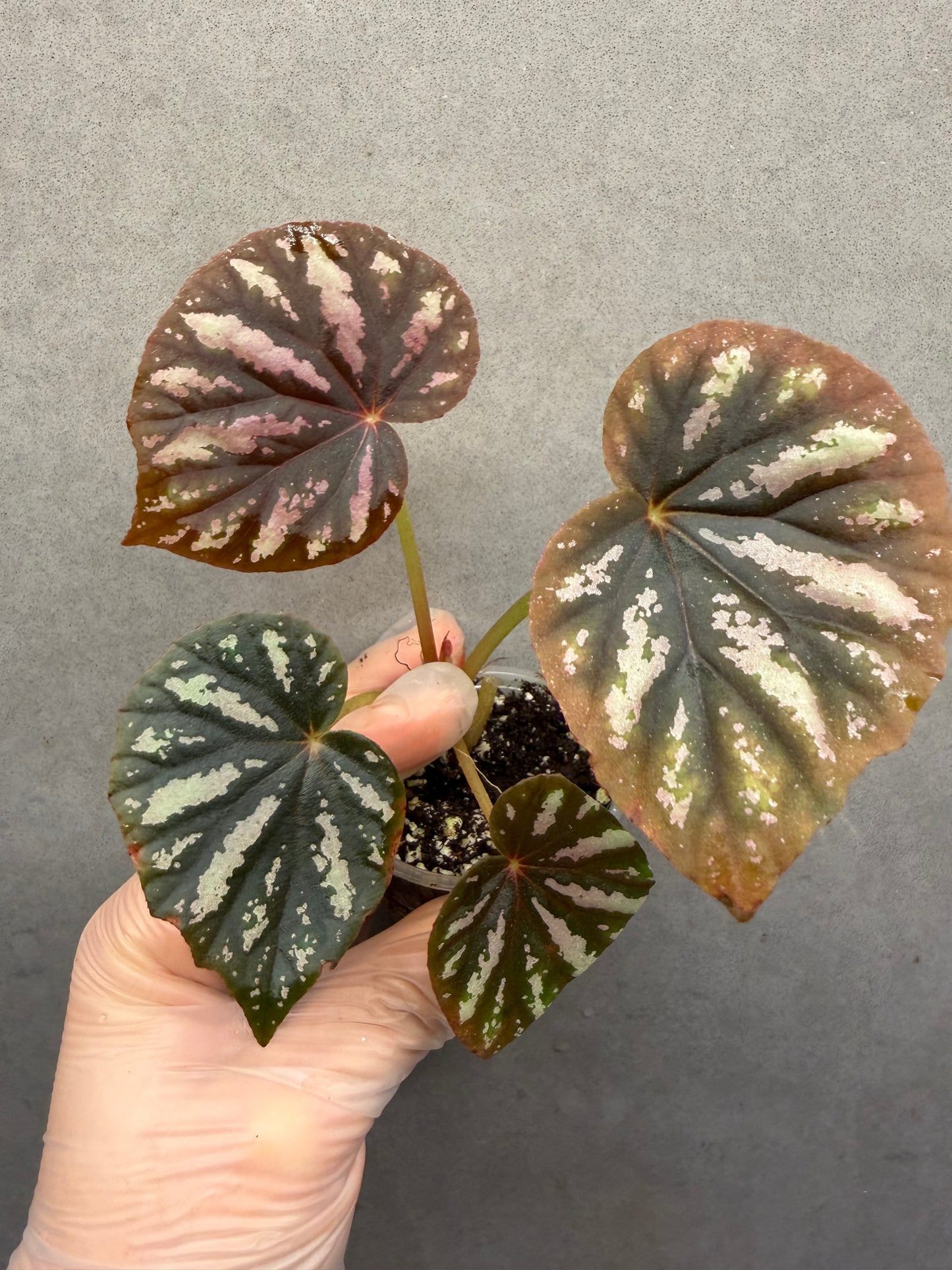 🌿 Begonia 'Candy Stripe'