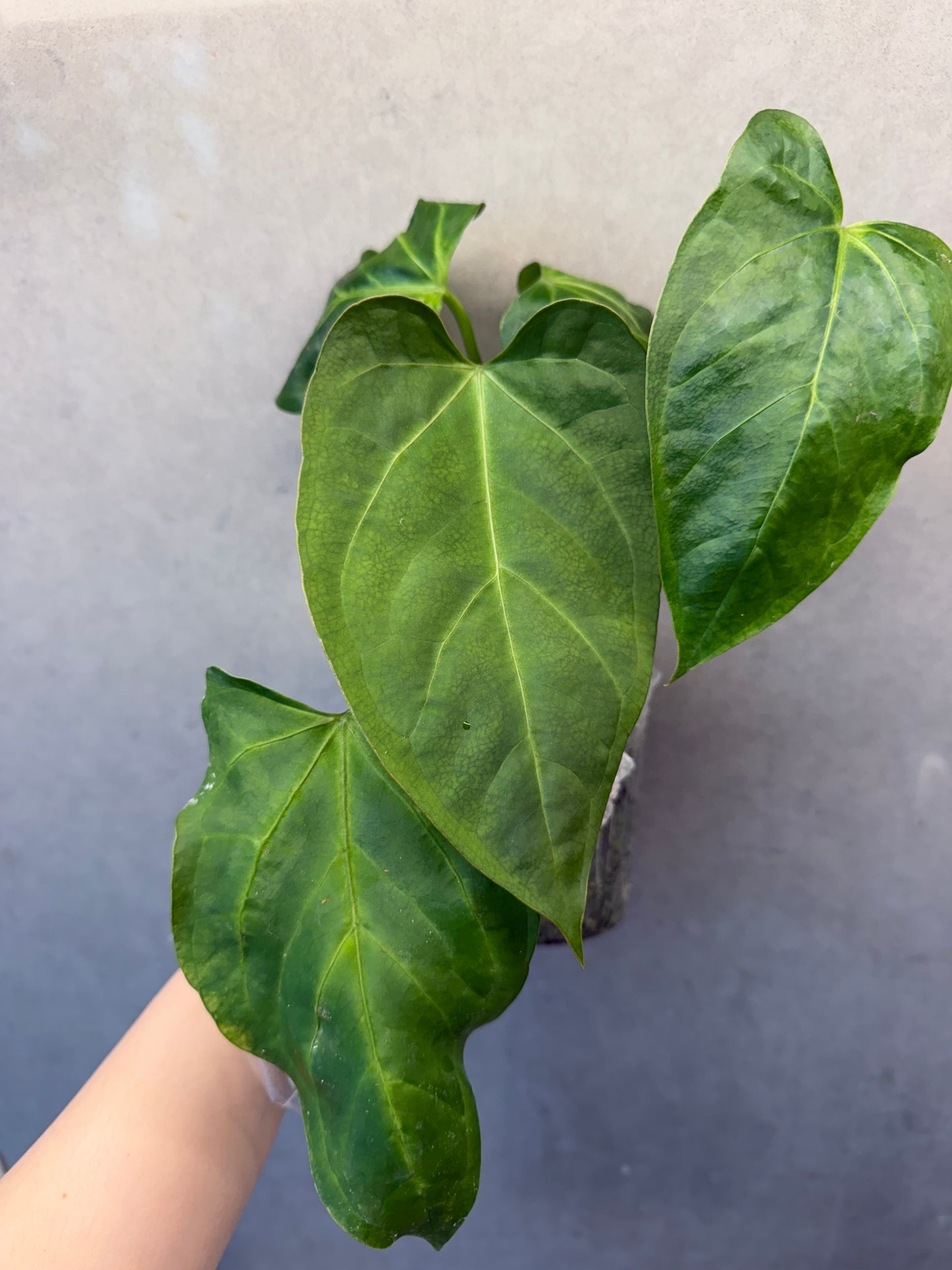 🌿Fs*papi
