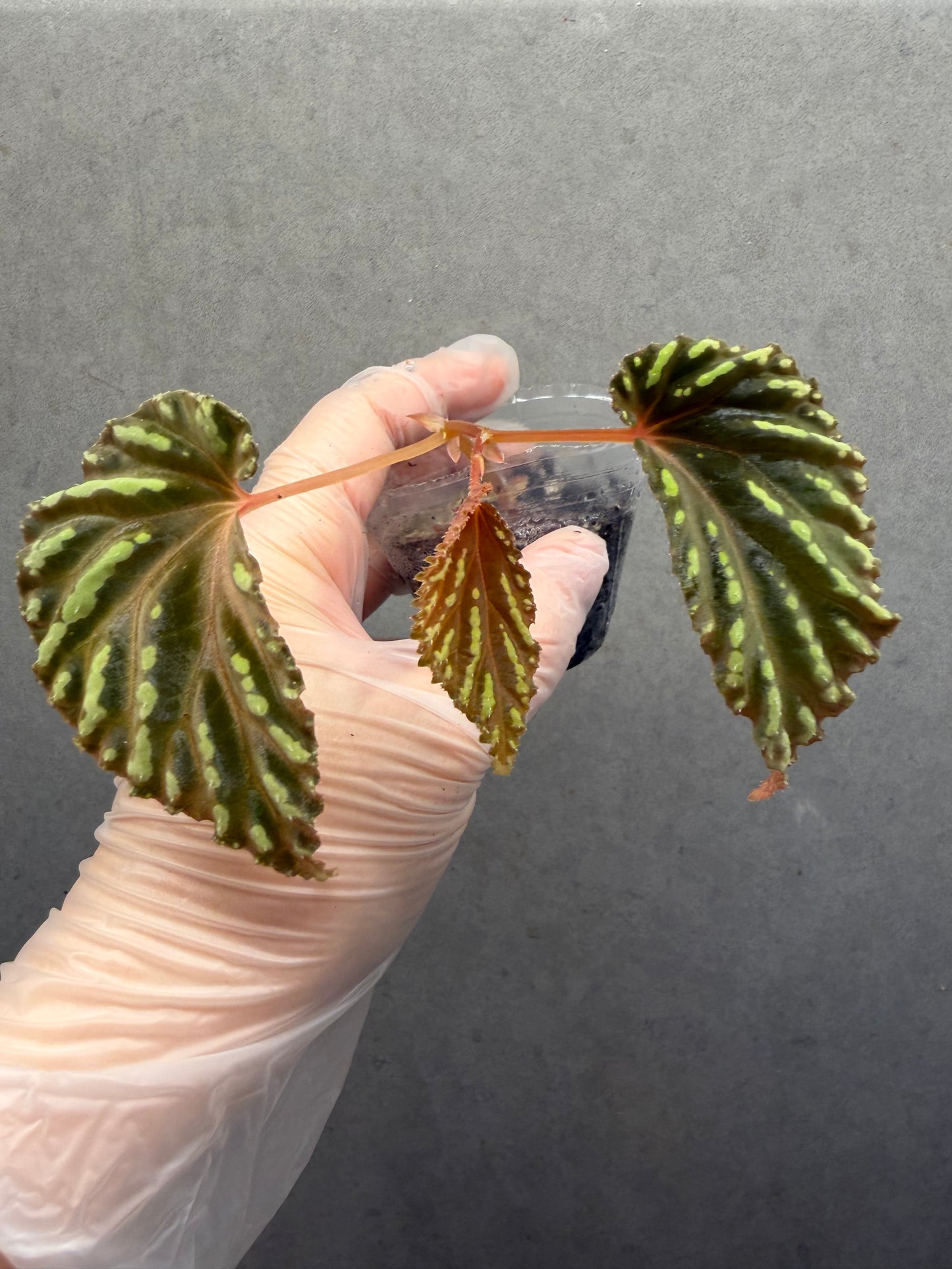 🌿Begonia Atricha