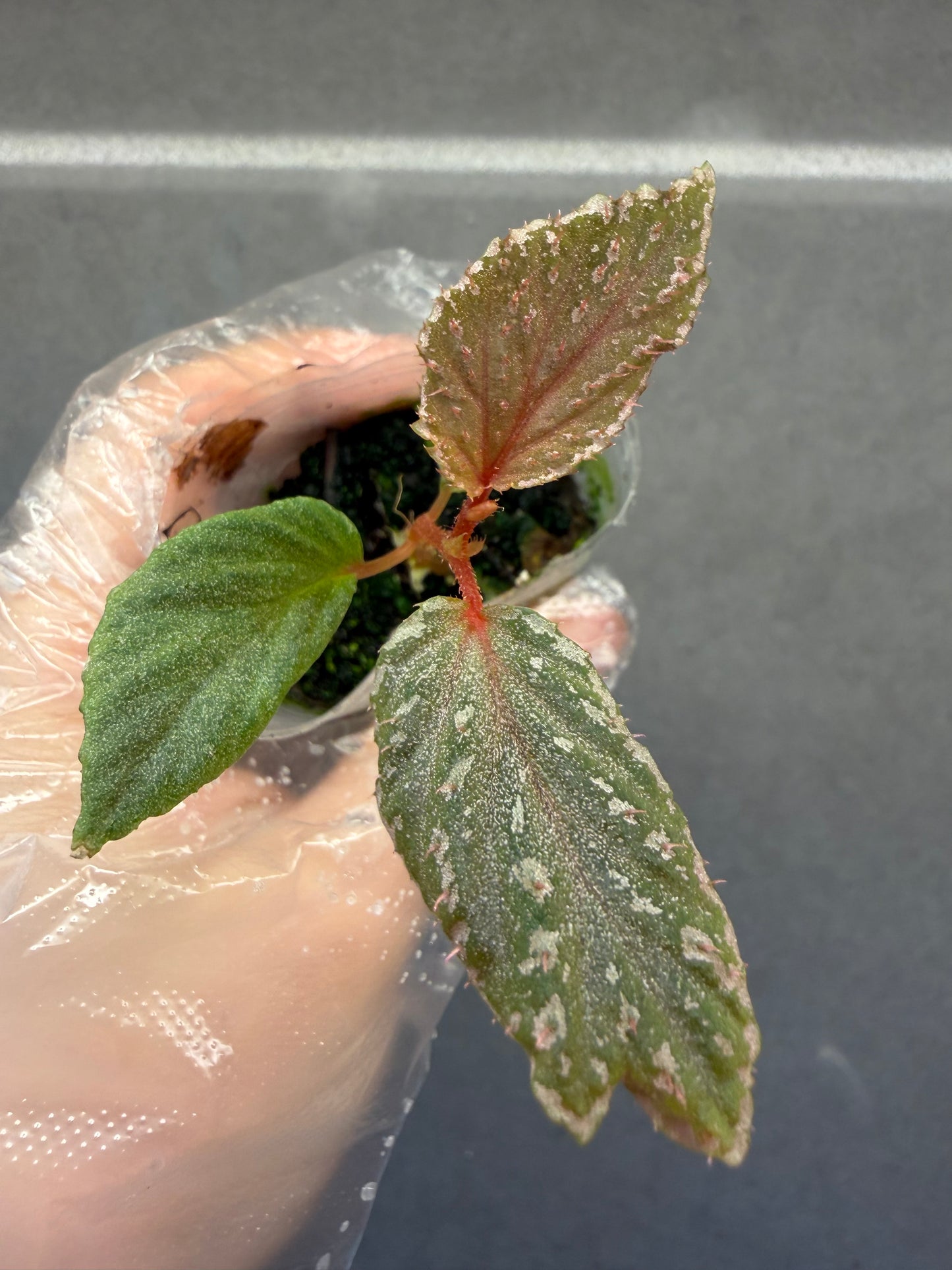 🌿Begonia lamriana ‘Silver’