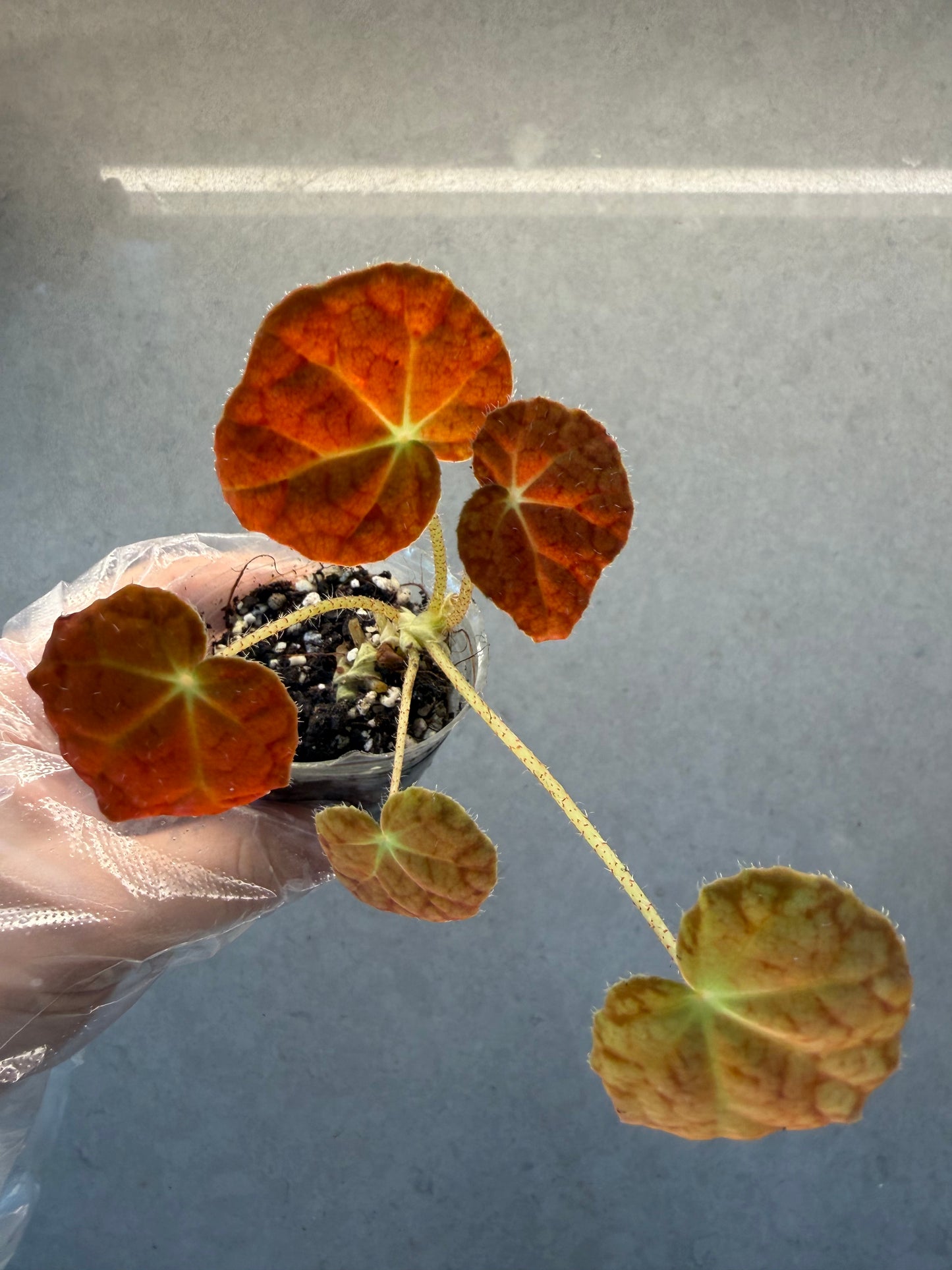 🍁Begonia 'Autumn Ember'