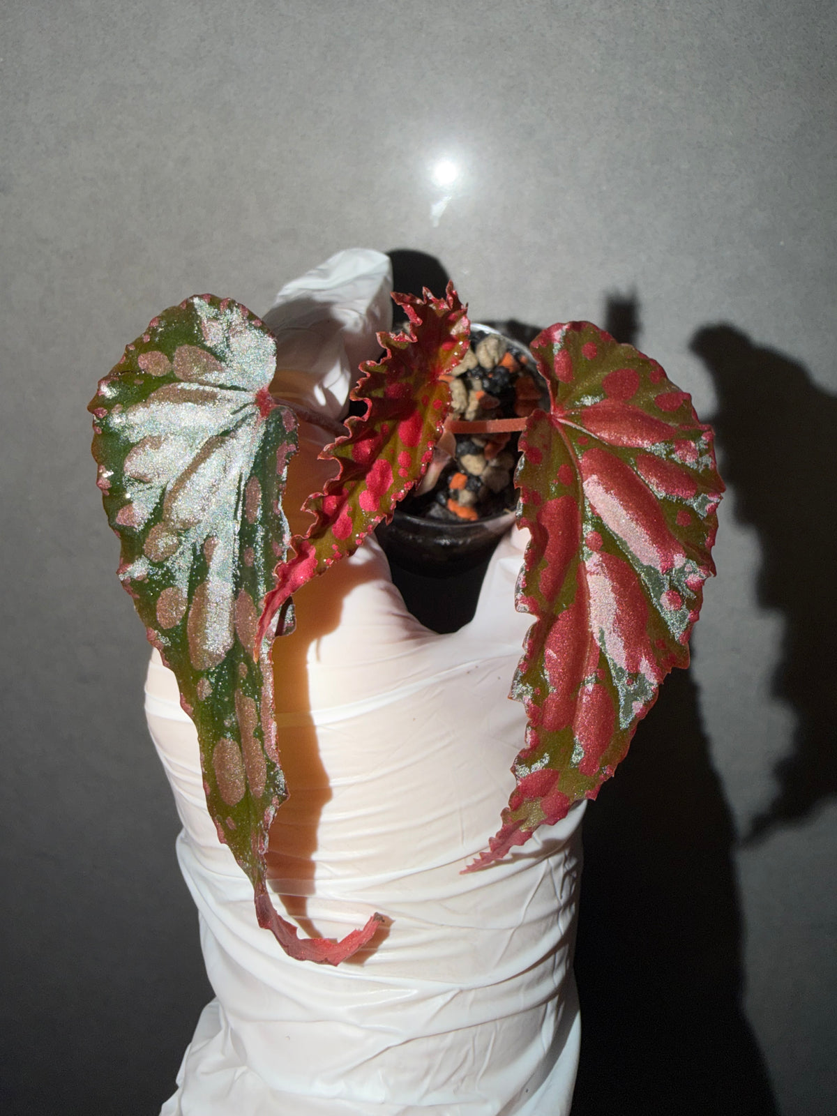 🖤Begonia ‘Lilith’